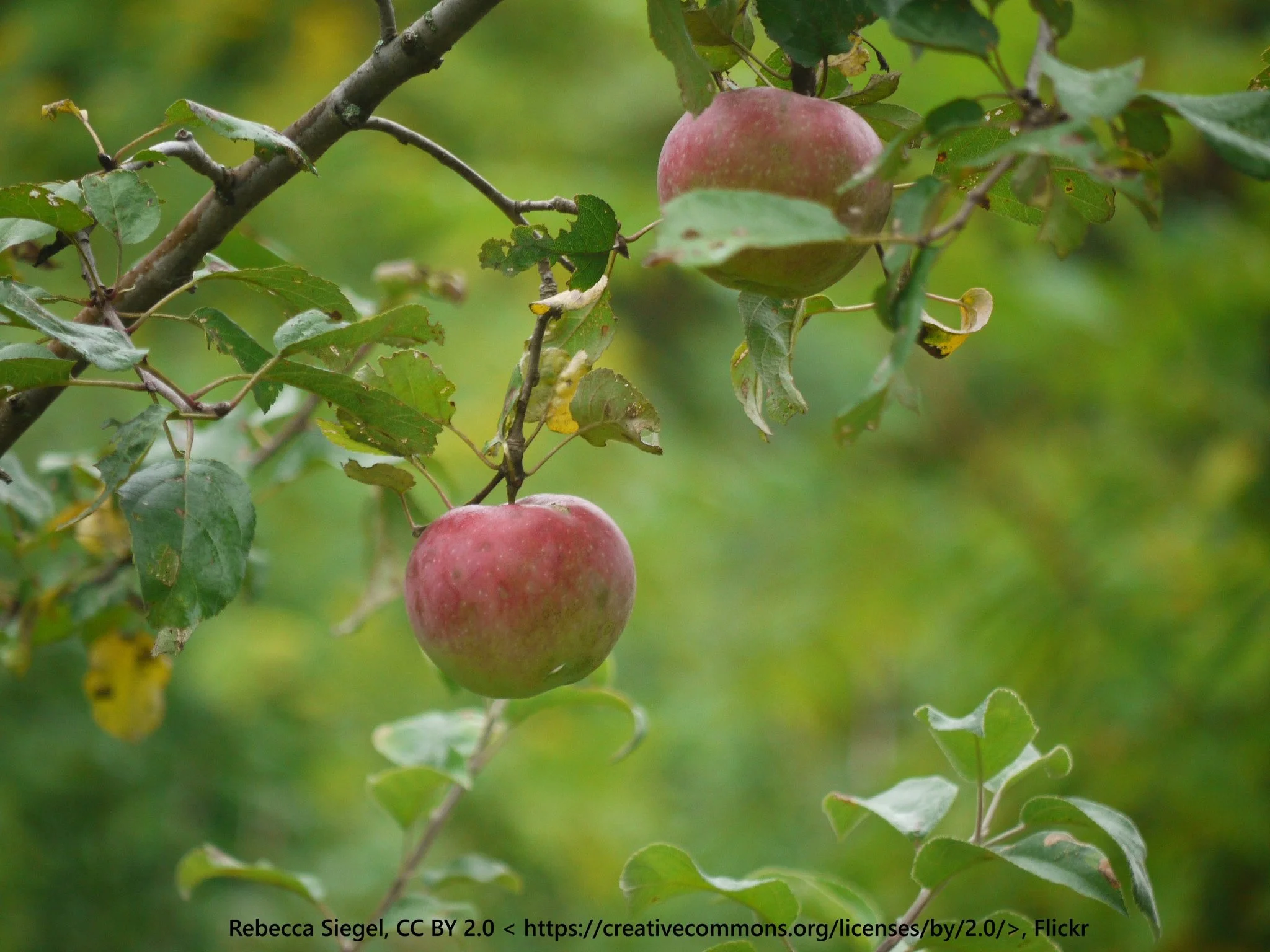 Liberty Apple
