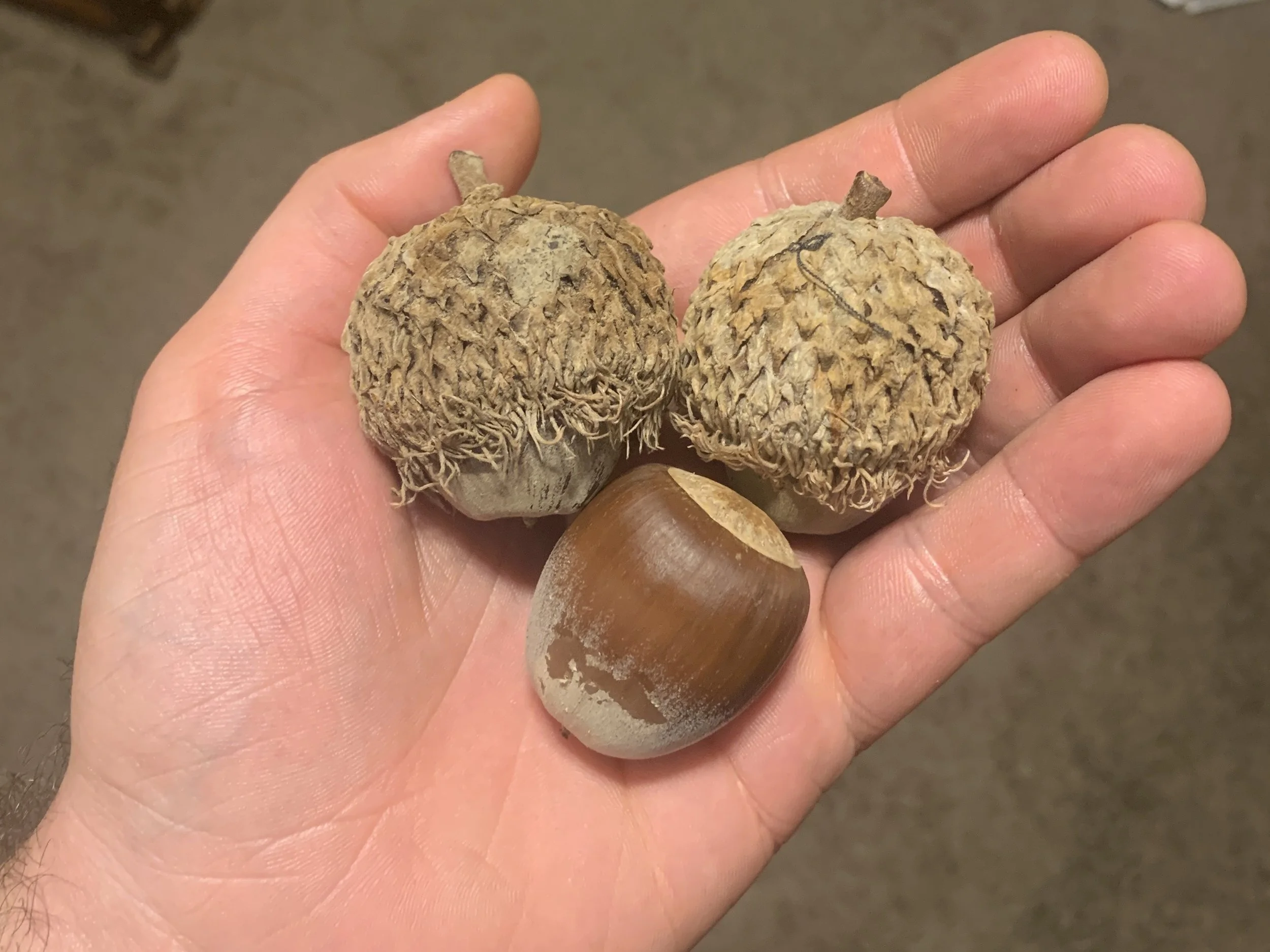 bur_oak_acorns.jpg