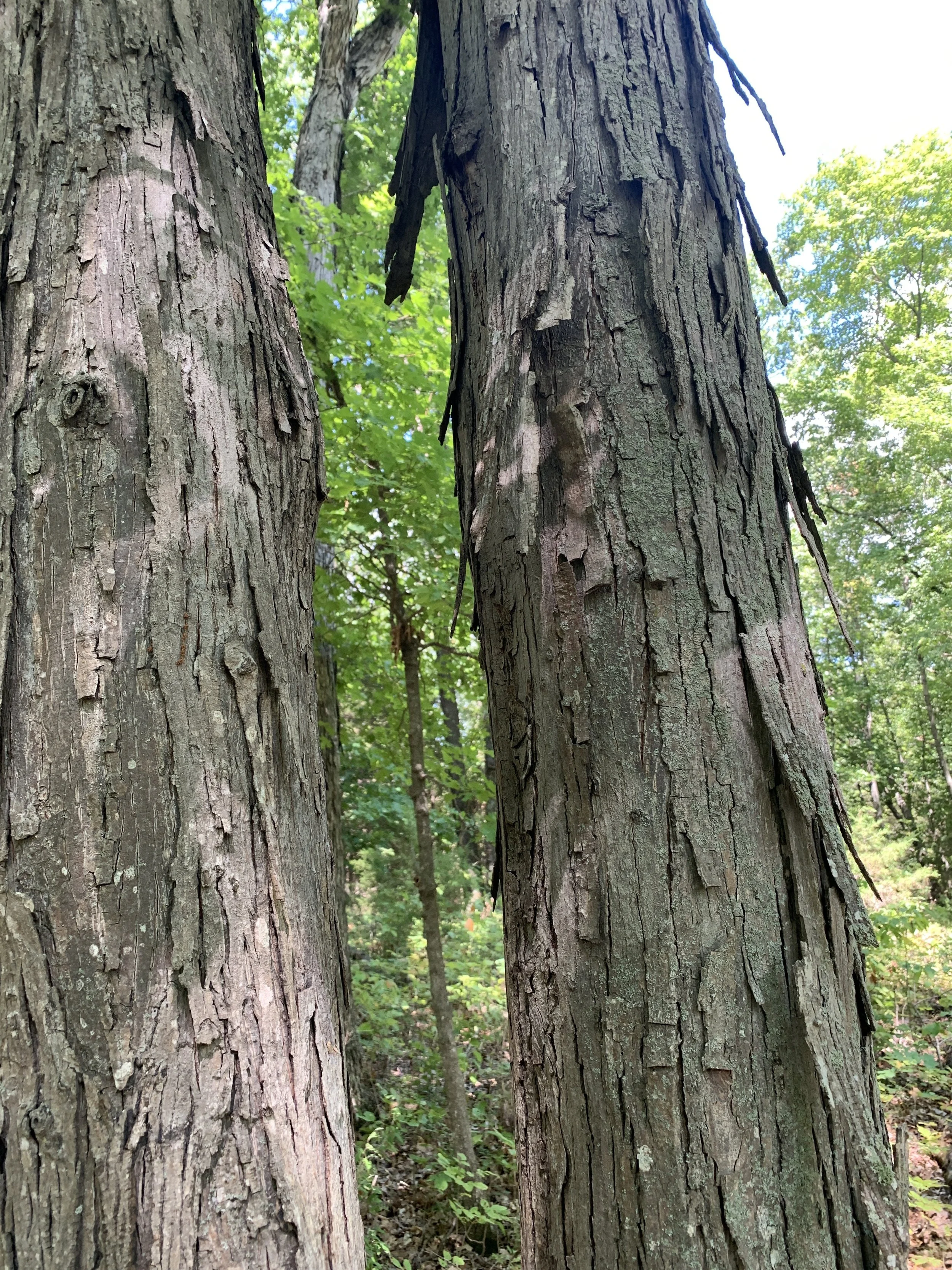 shagbark_hickory_bark.JPG