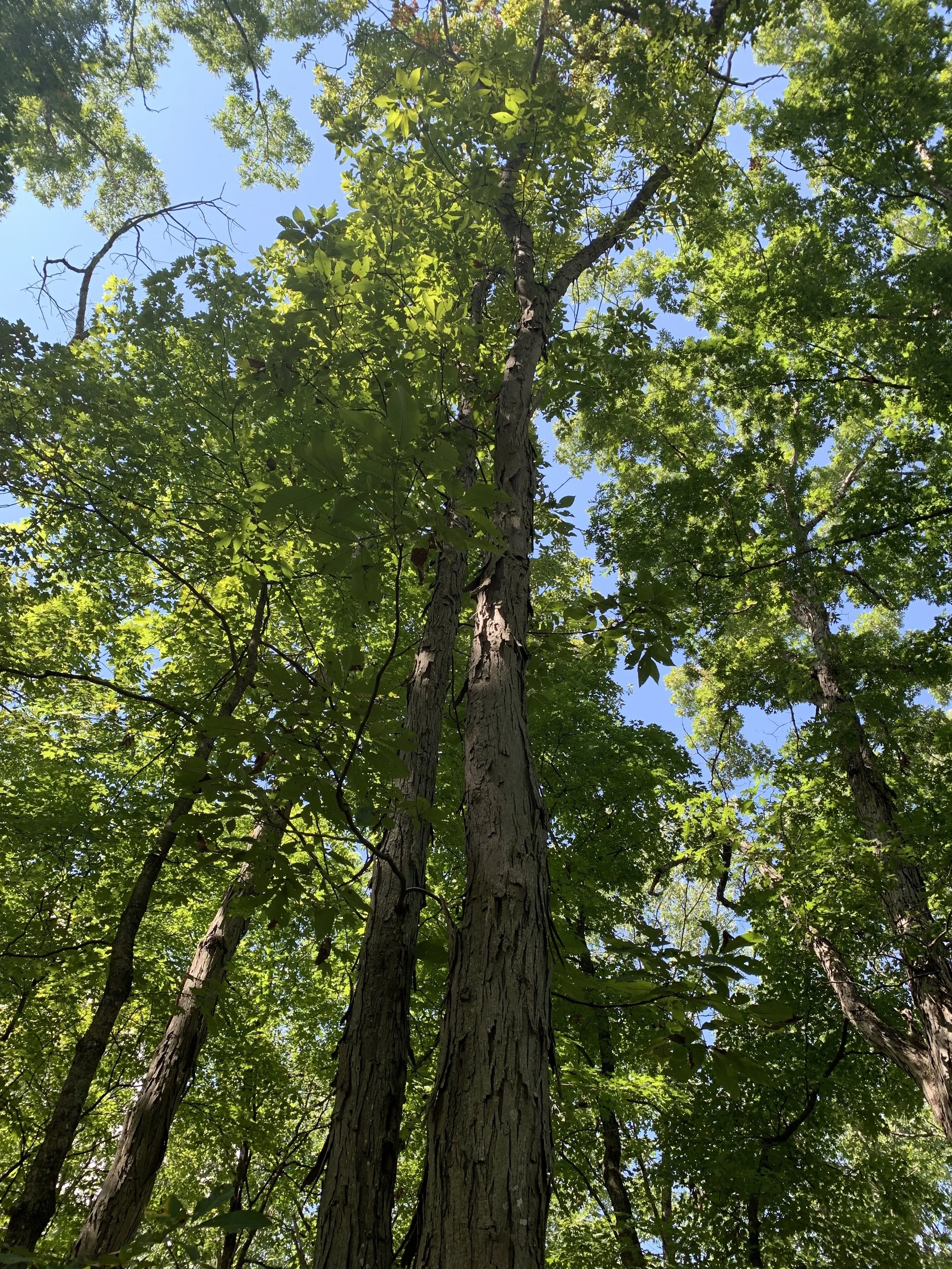 Shagbark Hickory