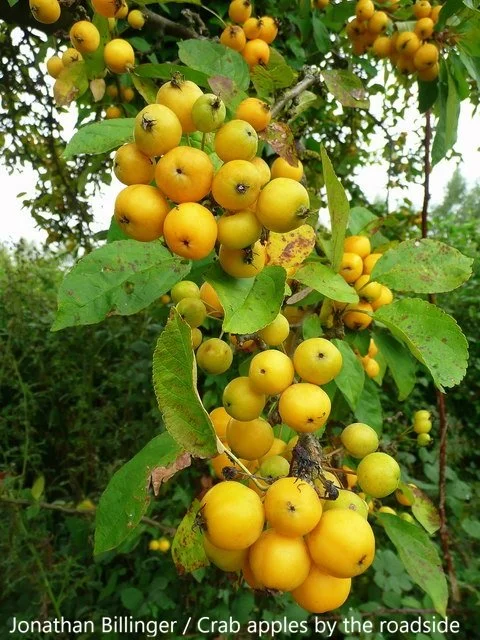 malus_ioensis_fruit.jpg