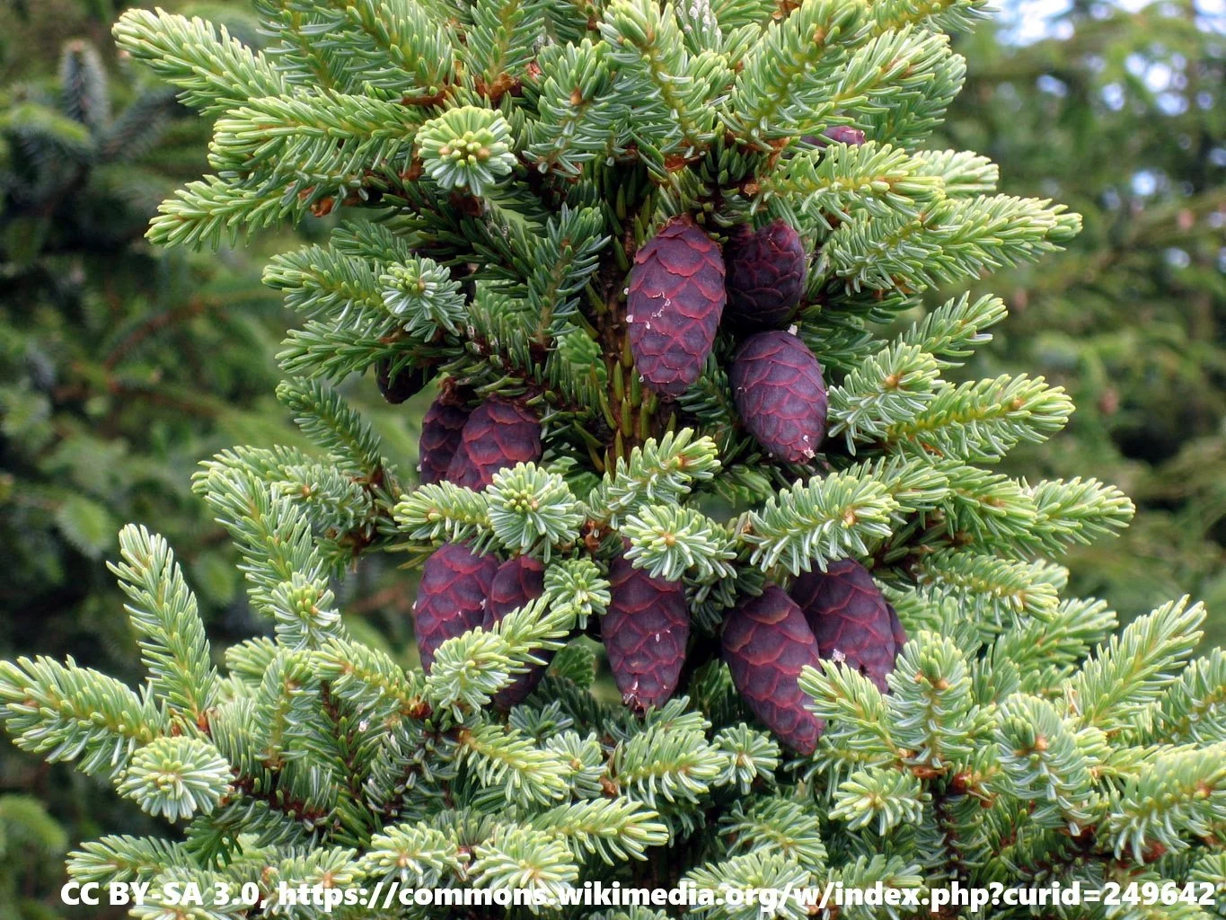 Picea_mariana_cones.jpg