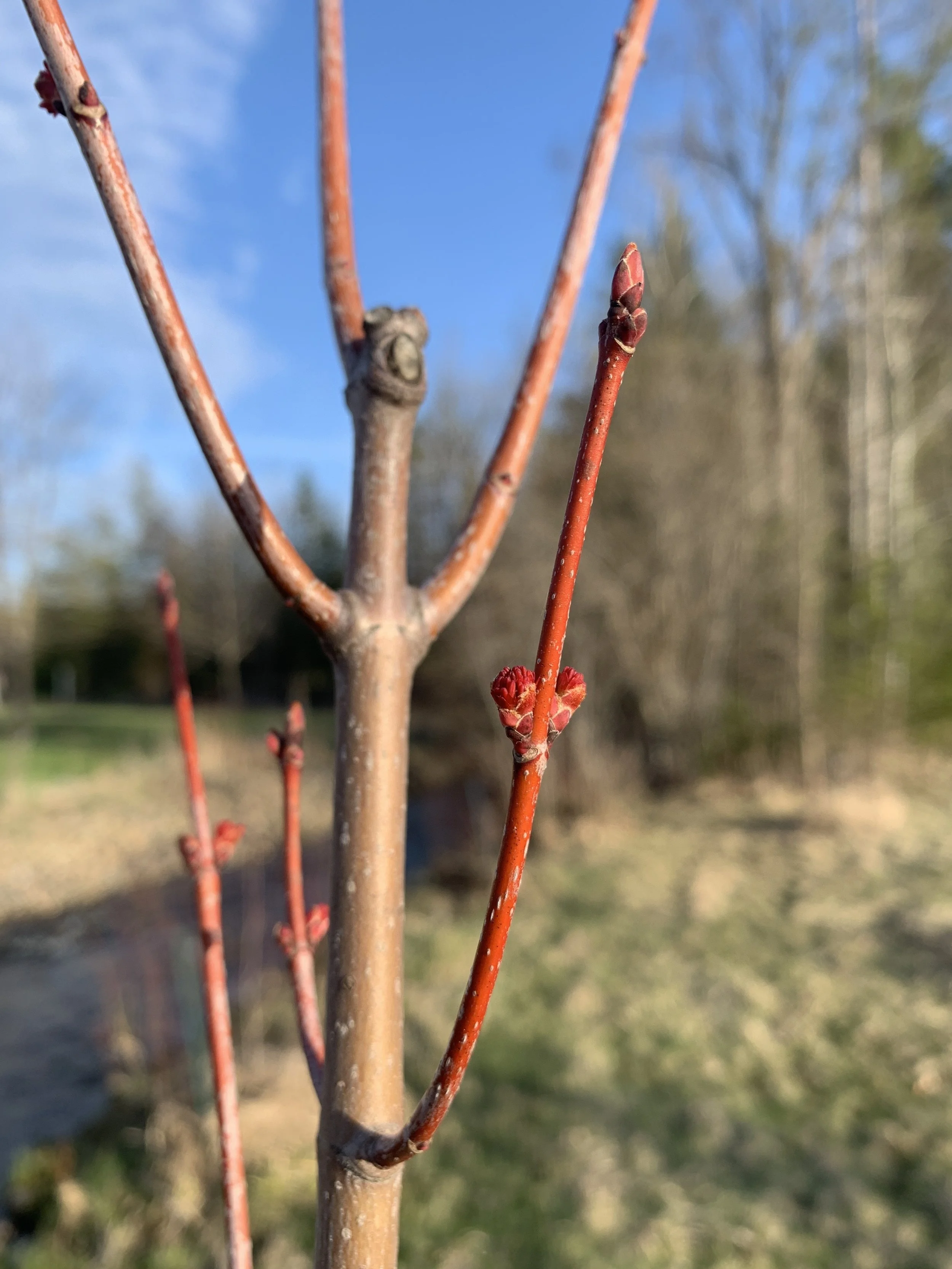 red_maple_twig.JPG