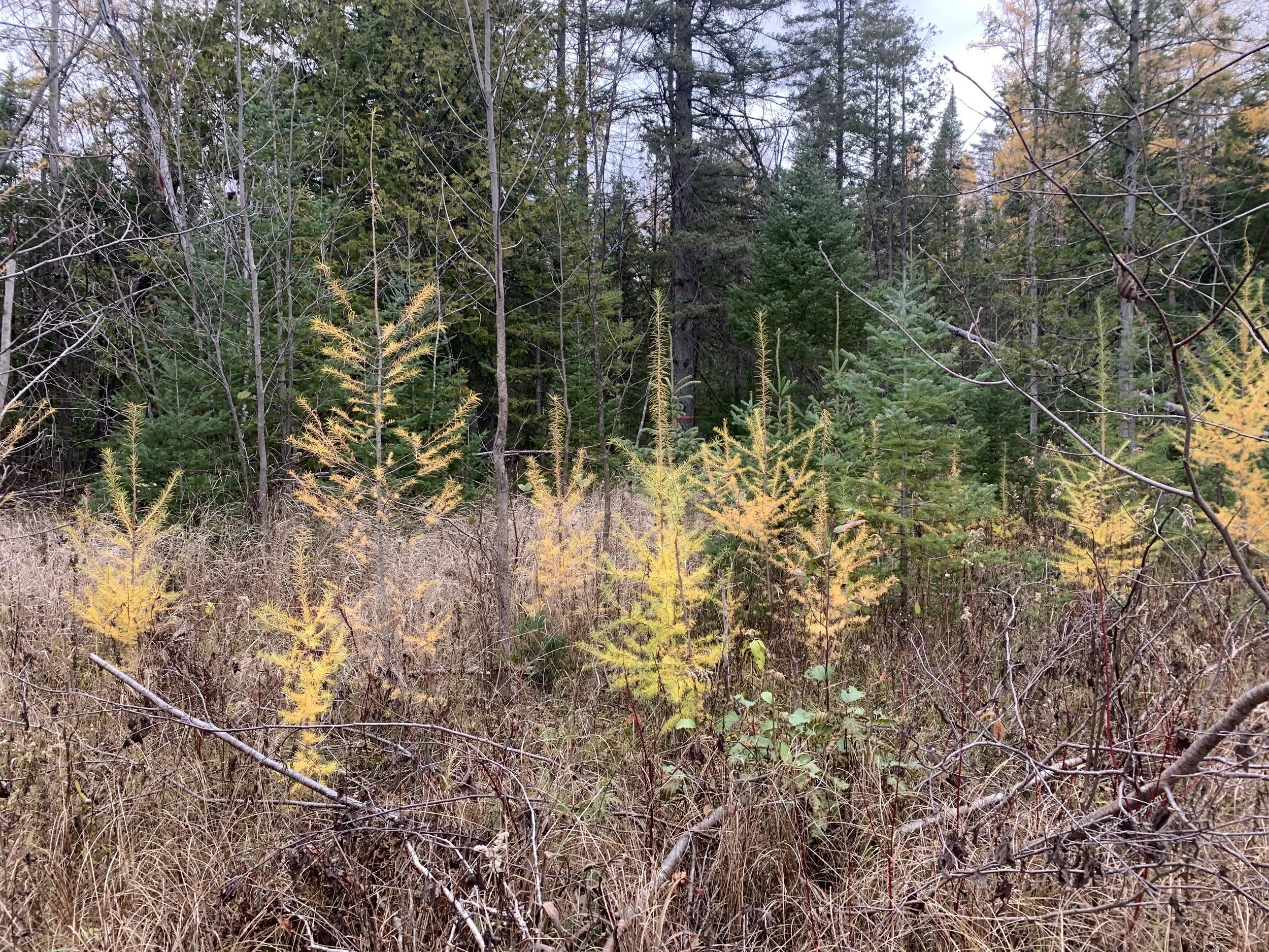 Tamarack_fall_color.JPG