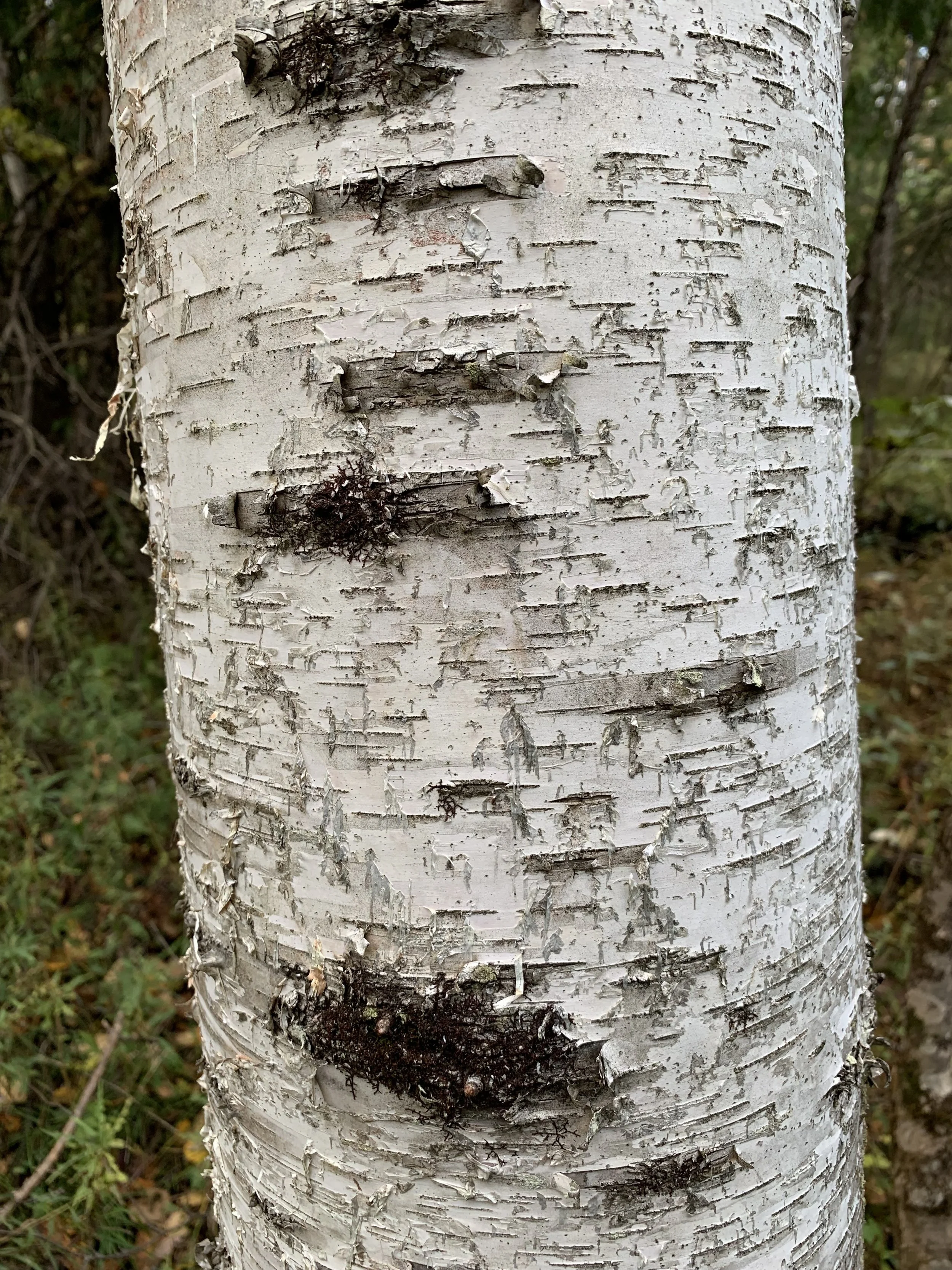 paper_birch_bark.jpg