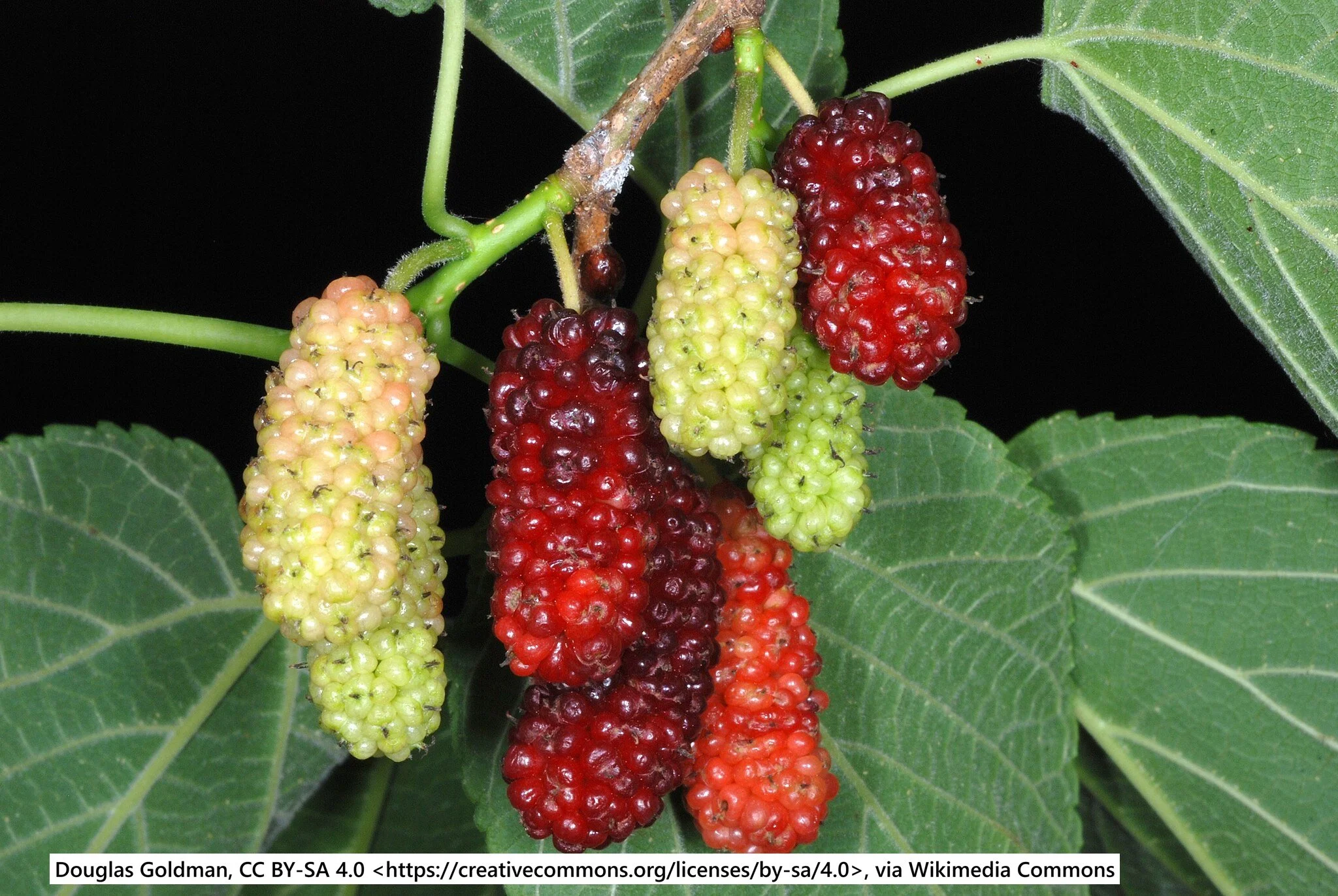 Red Mulberry