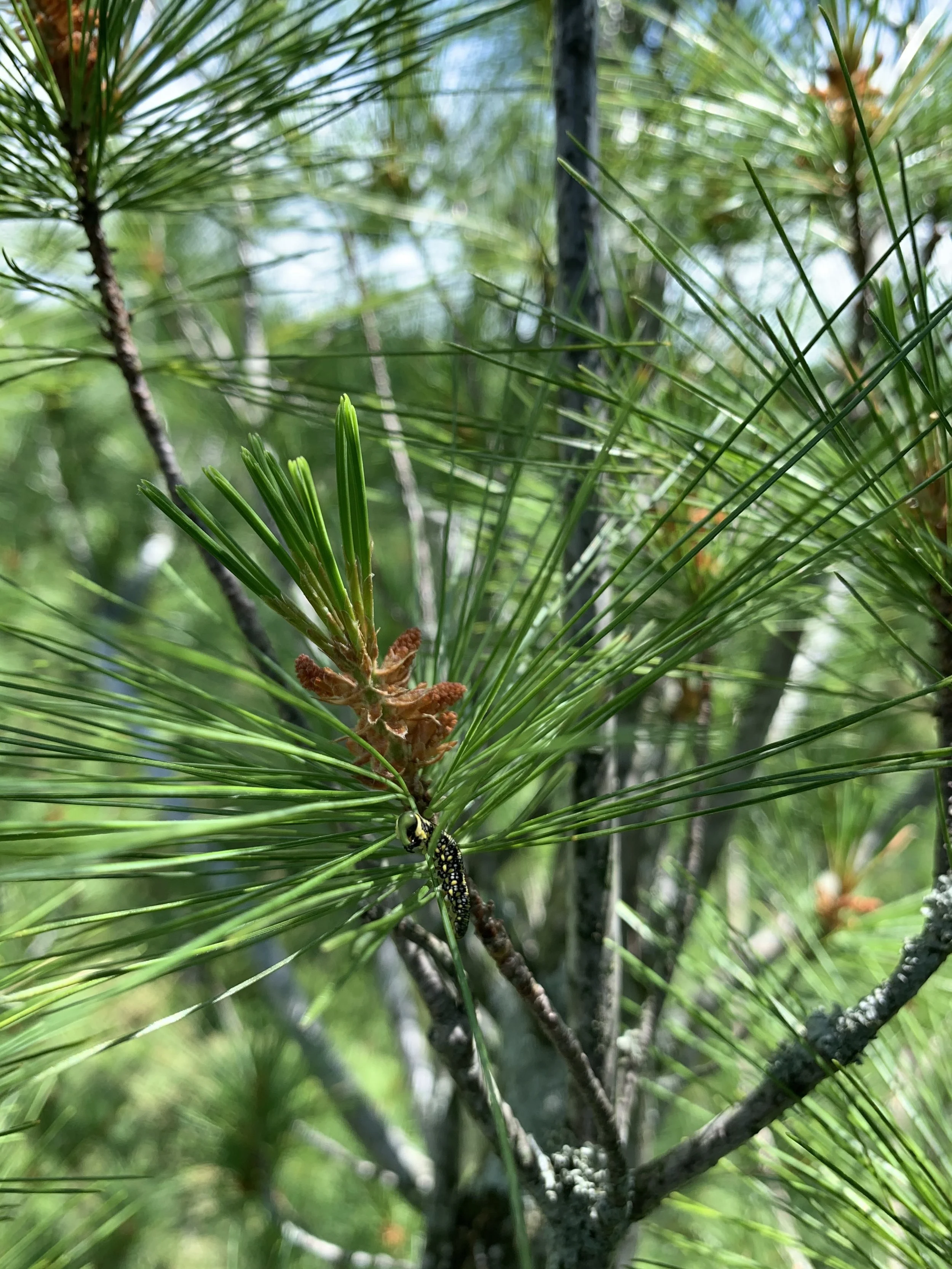 white_pine_needles.jpg