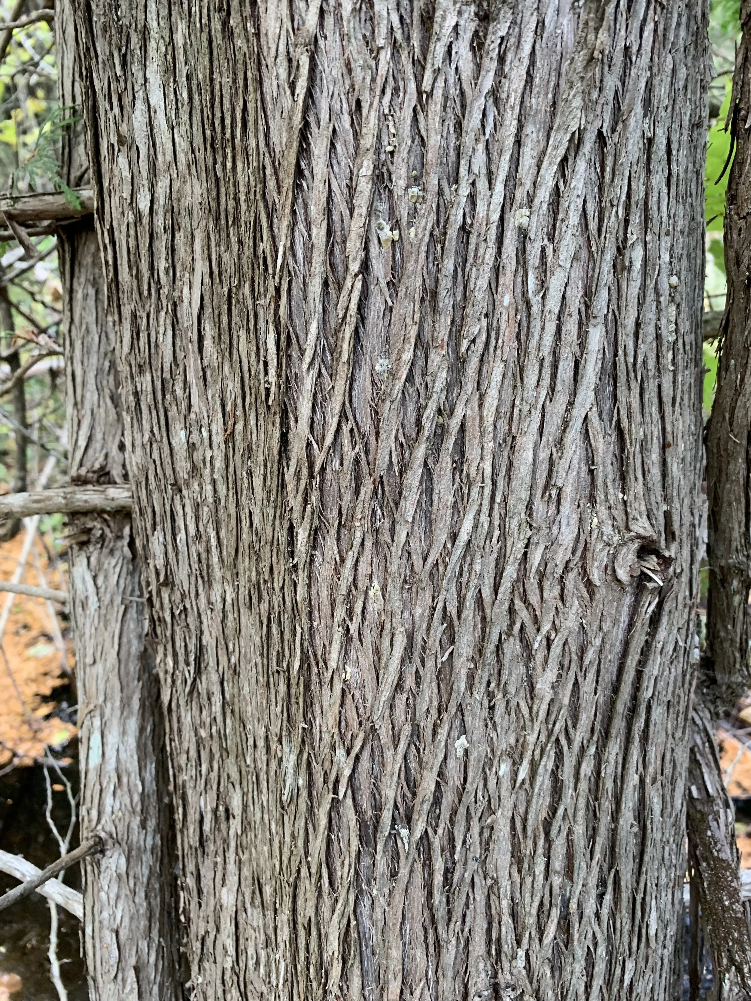white_cedar_bark.jpg