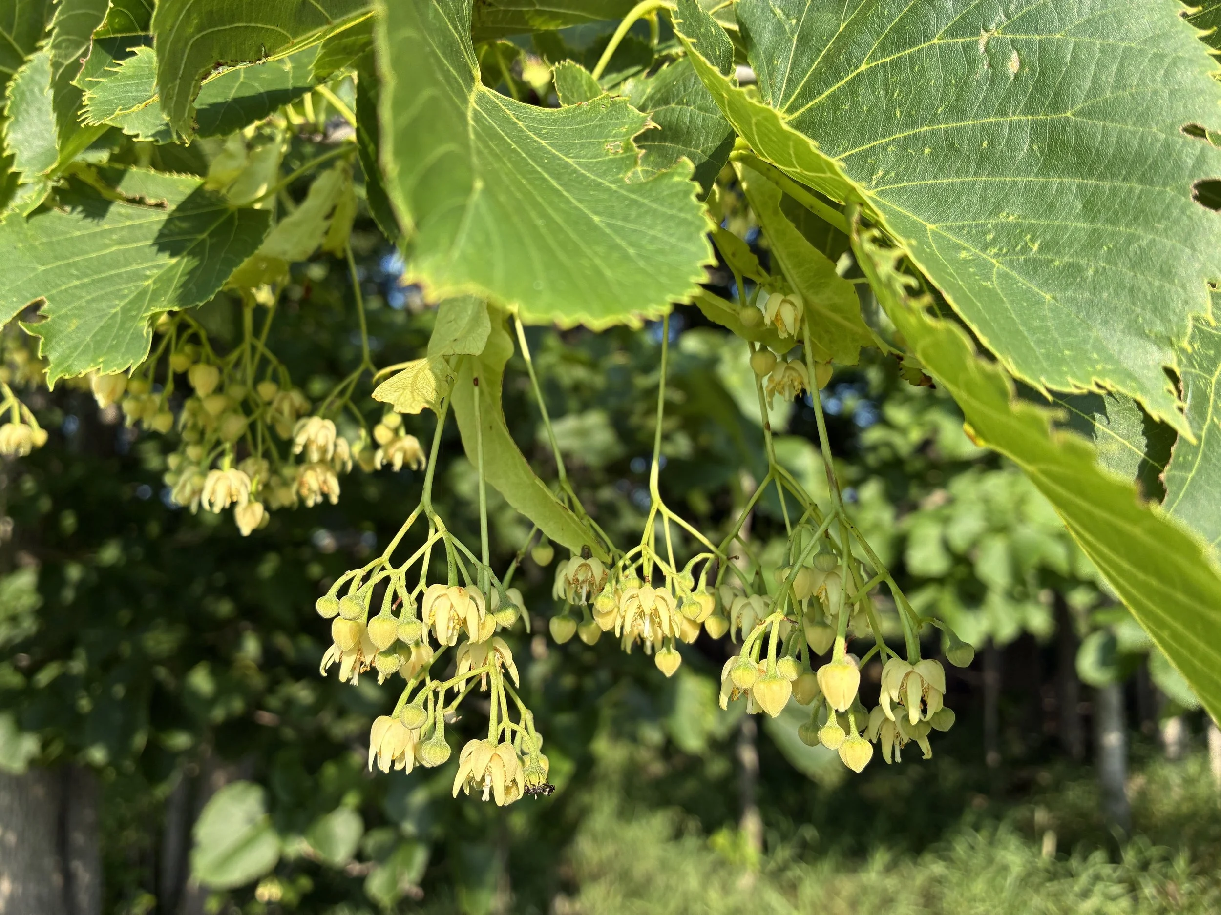 basswood_flowers.JPG