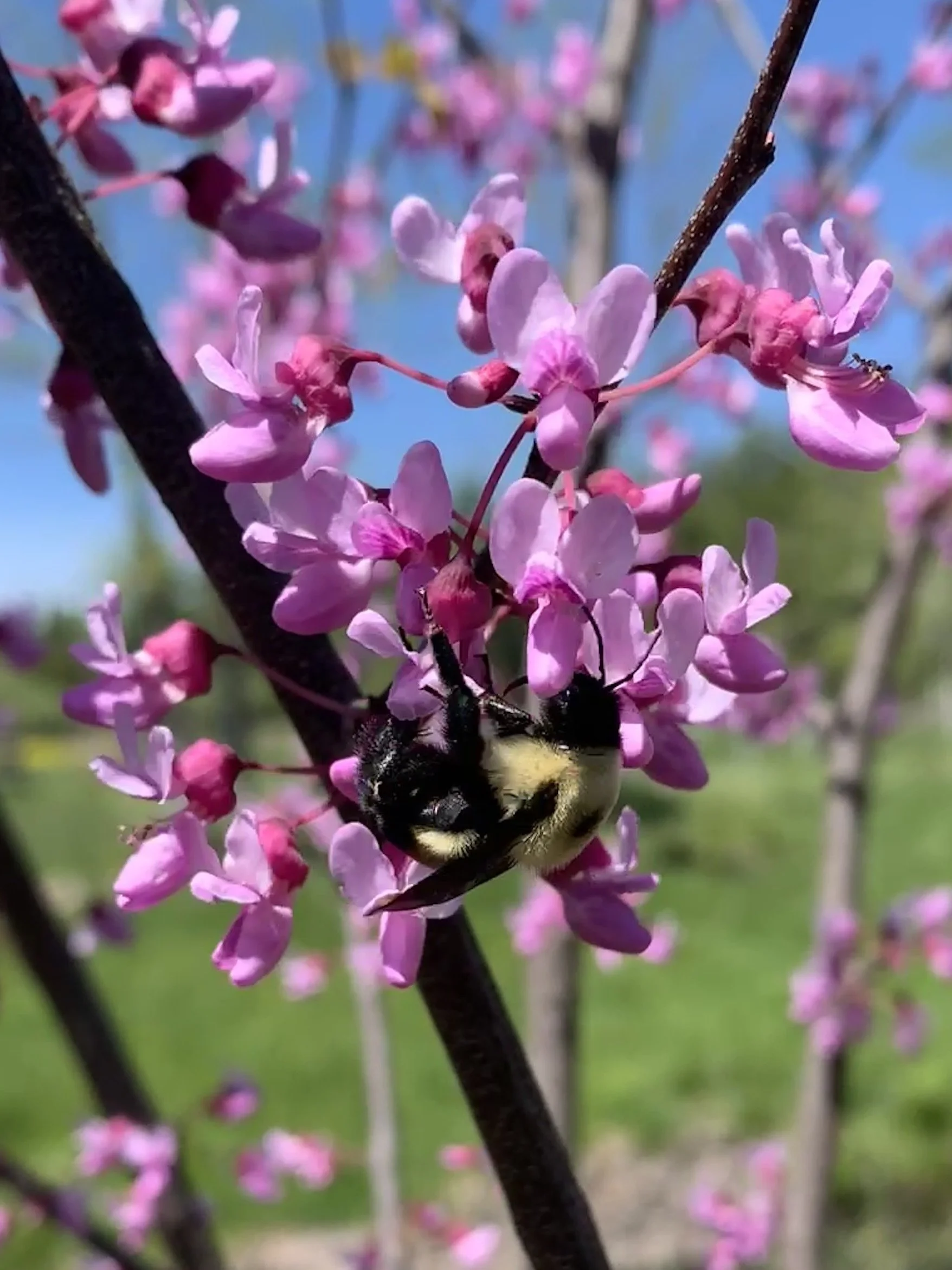 redbud_bee.jpg