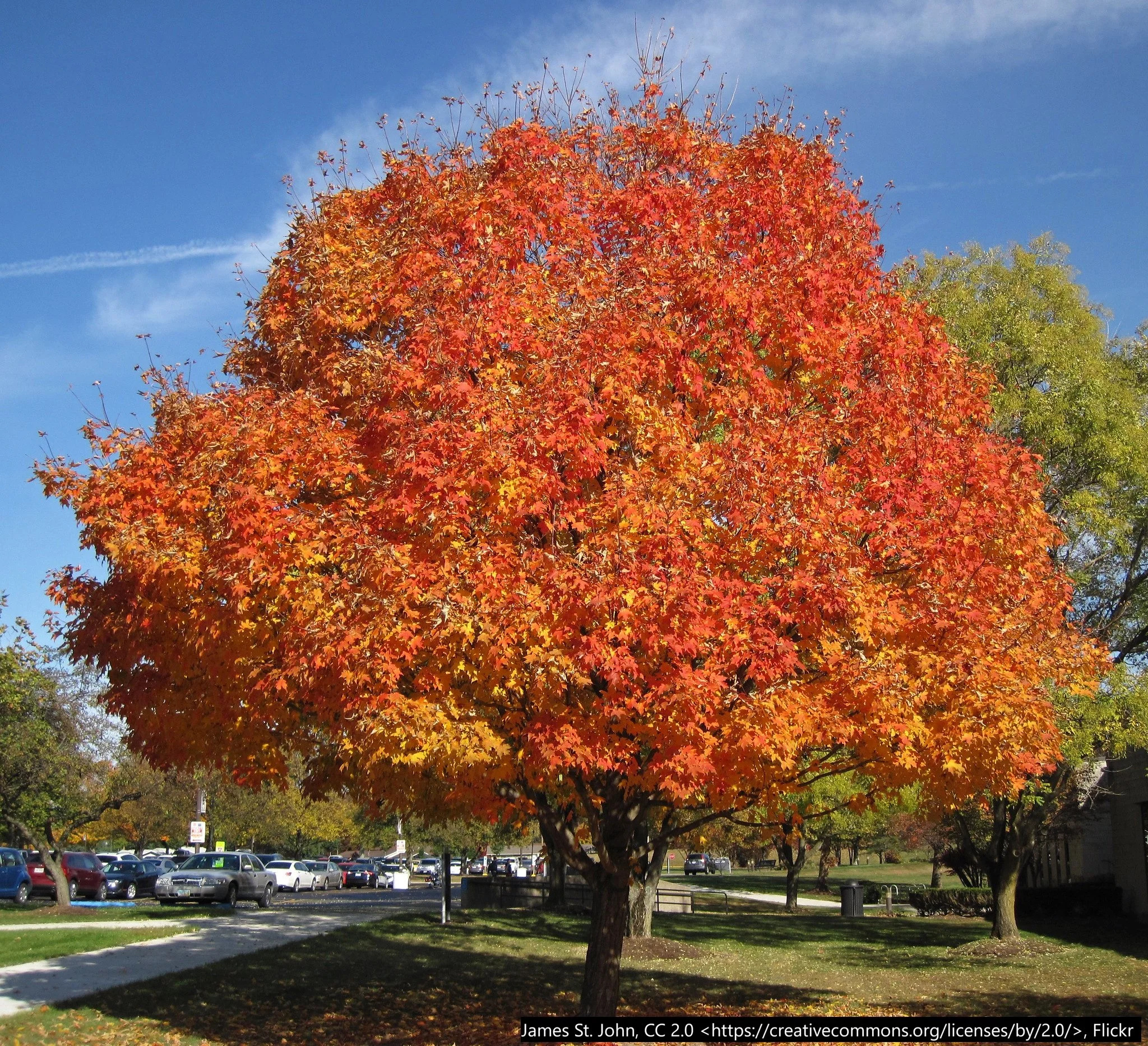 sugarmaple_autumn2.jpg