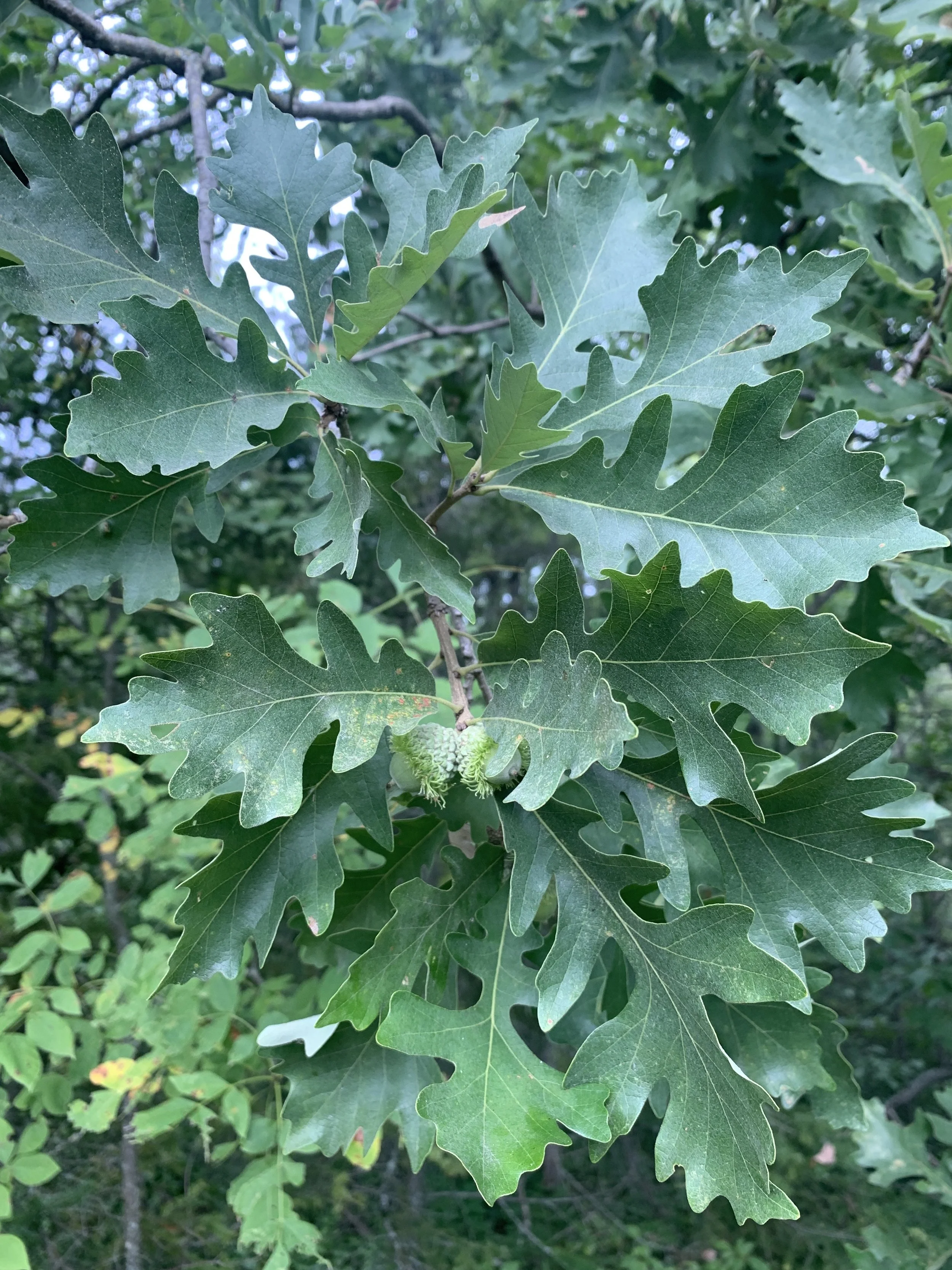 bur_oak_branch.JPG