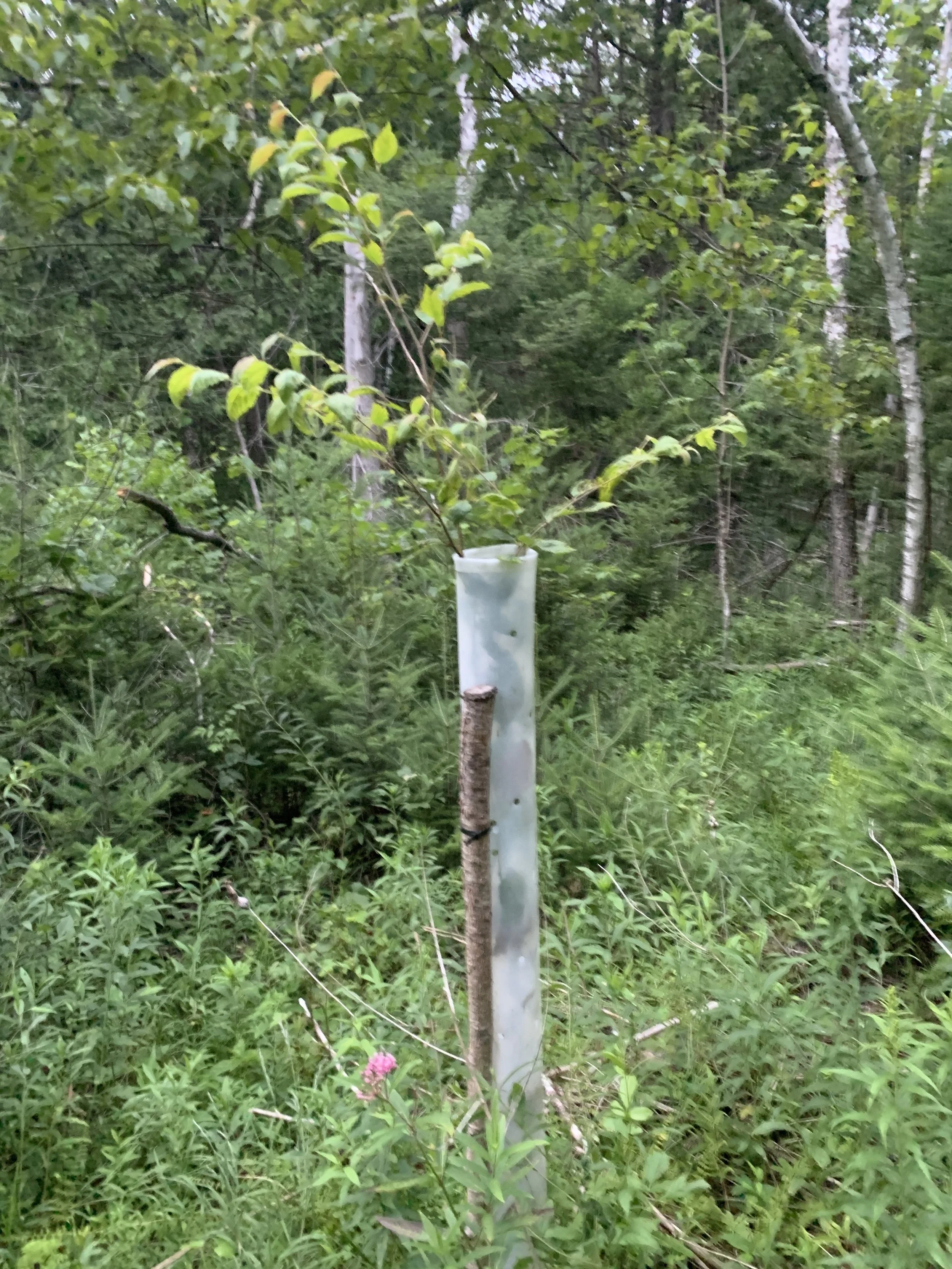 yellow_birch_tube.JPG