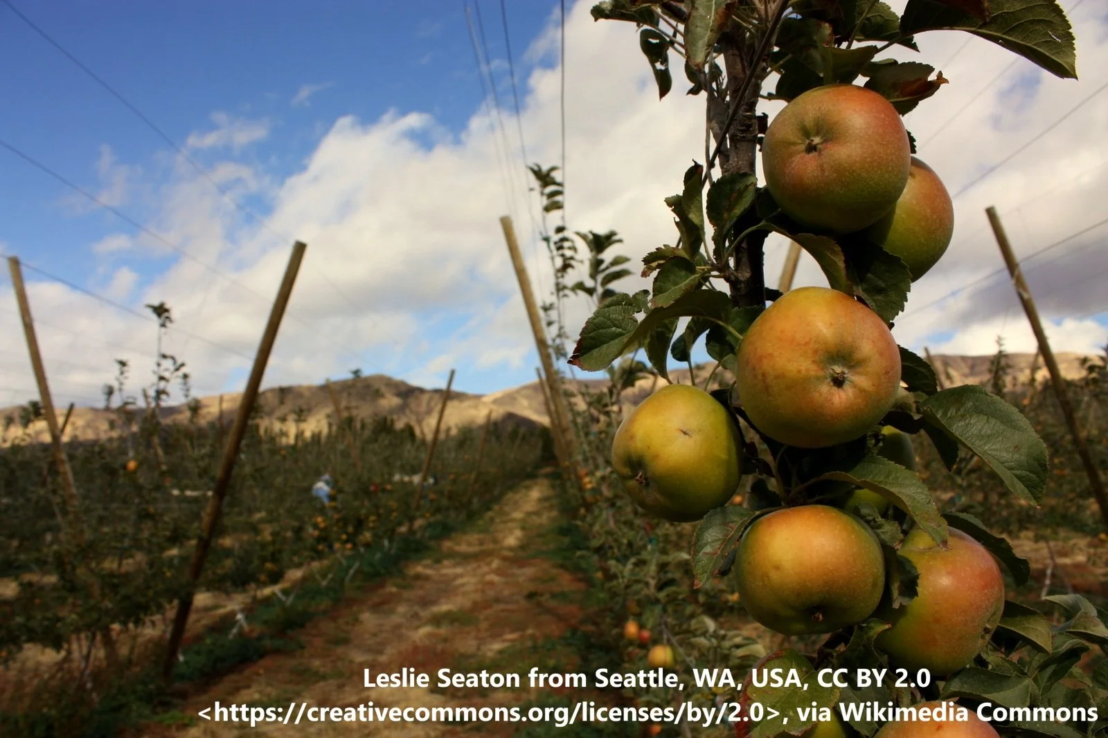 Yellow Newtown Pippin Apple