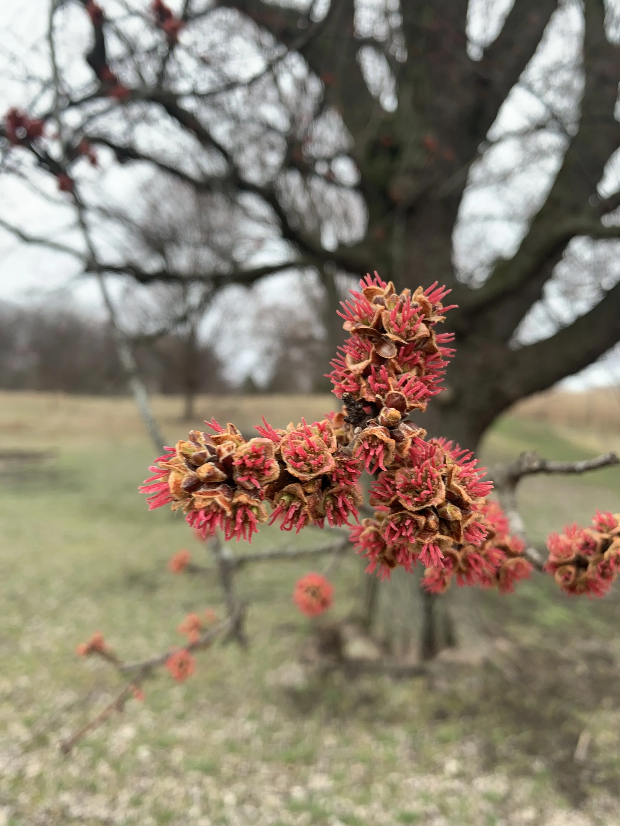 red_maple_blossoms.jpg