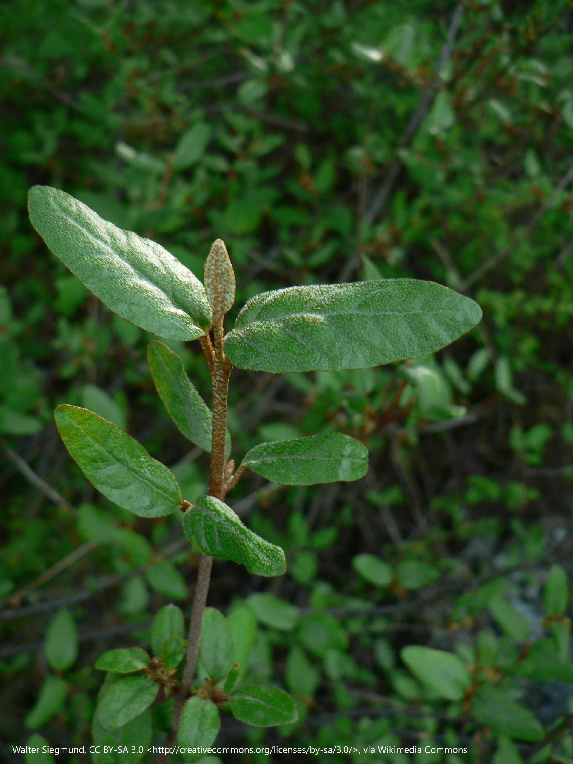 Shepherdia_canadensis_38924.jpg