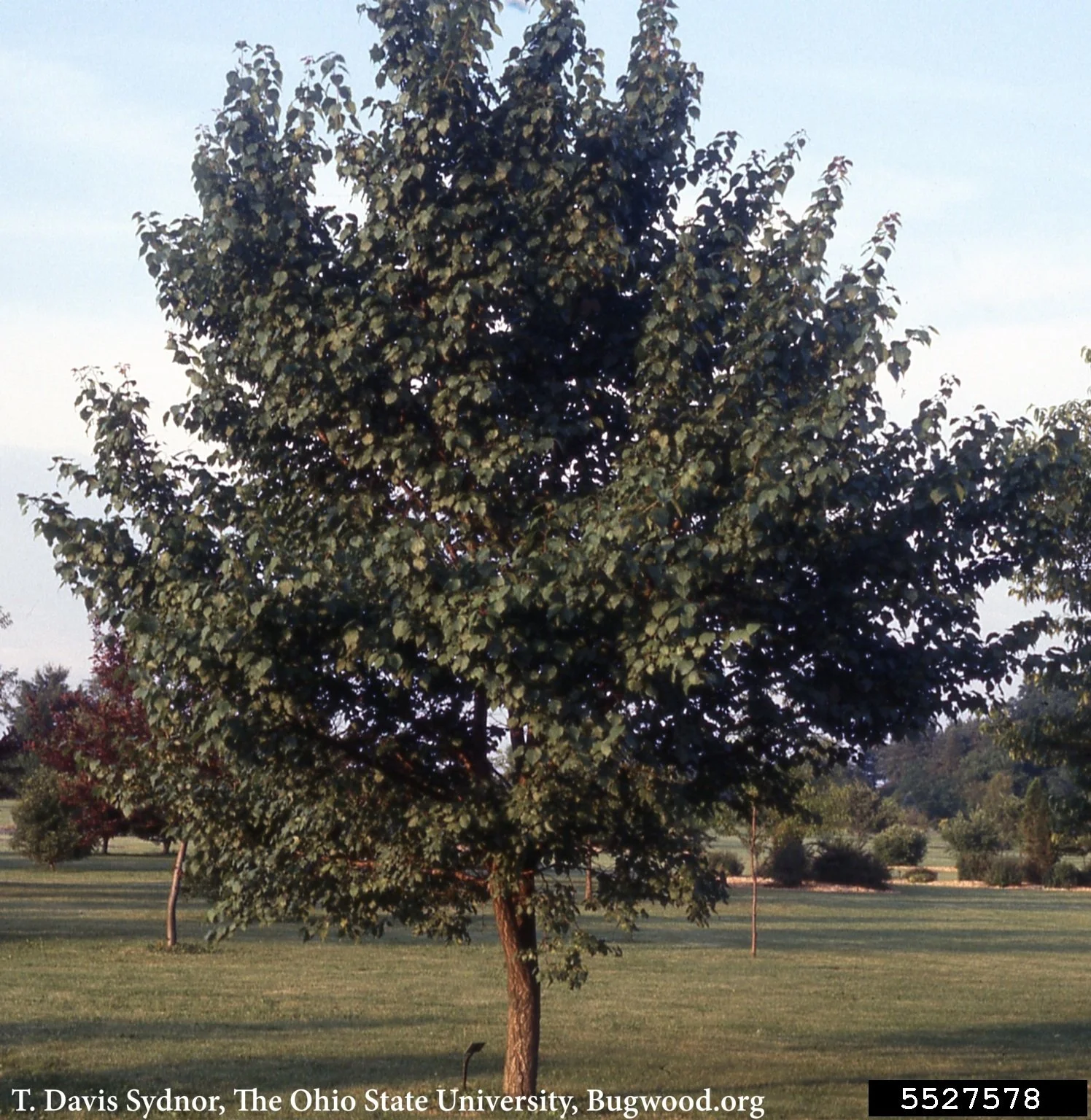 americanplum_tree.jpg