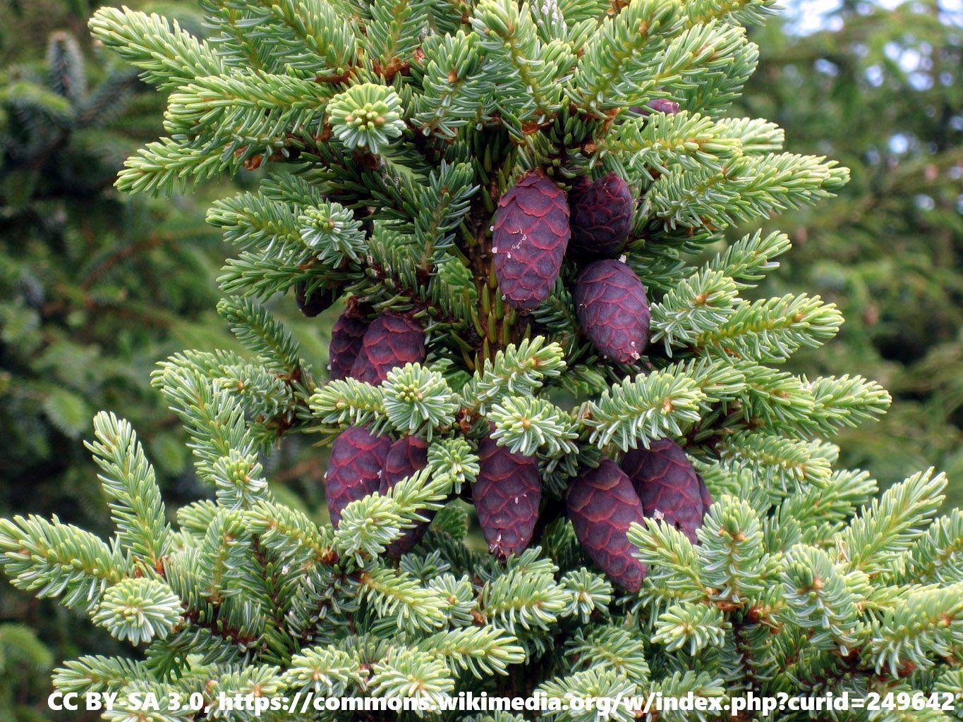 Picea_mariana_cones.jpg