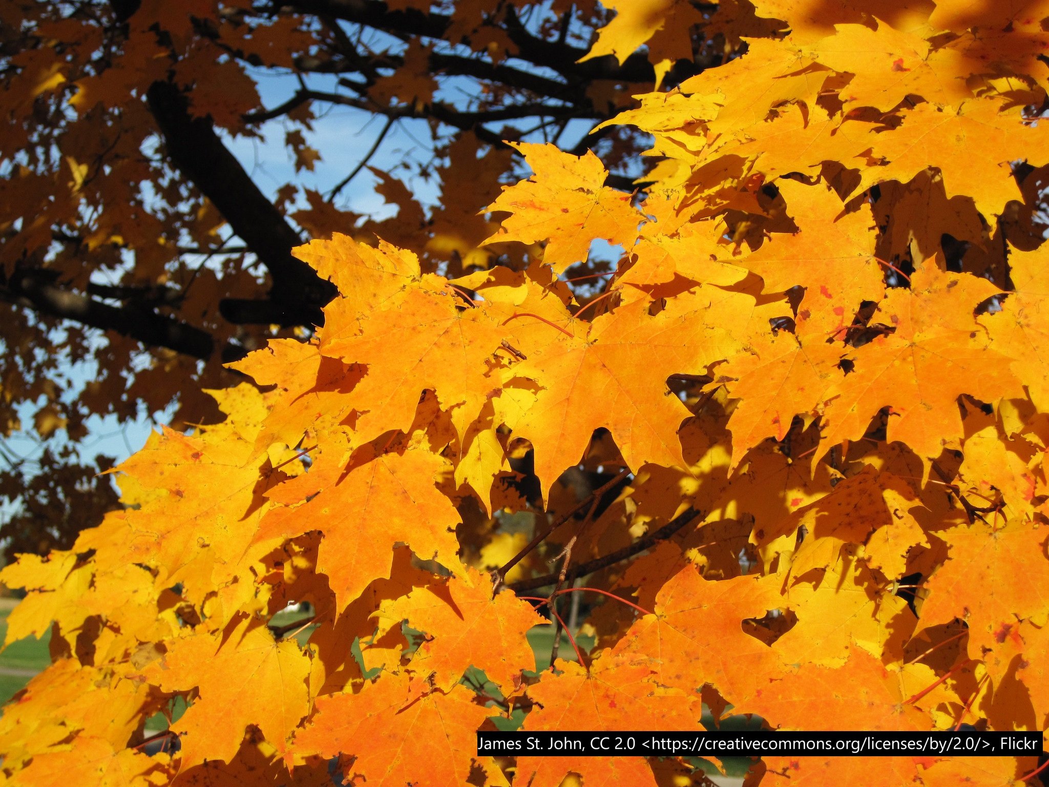 sugarmaple_autumn.jpg