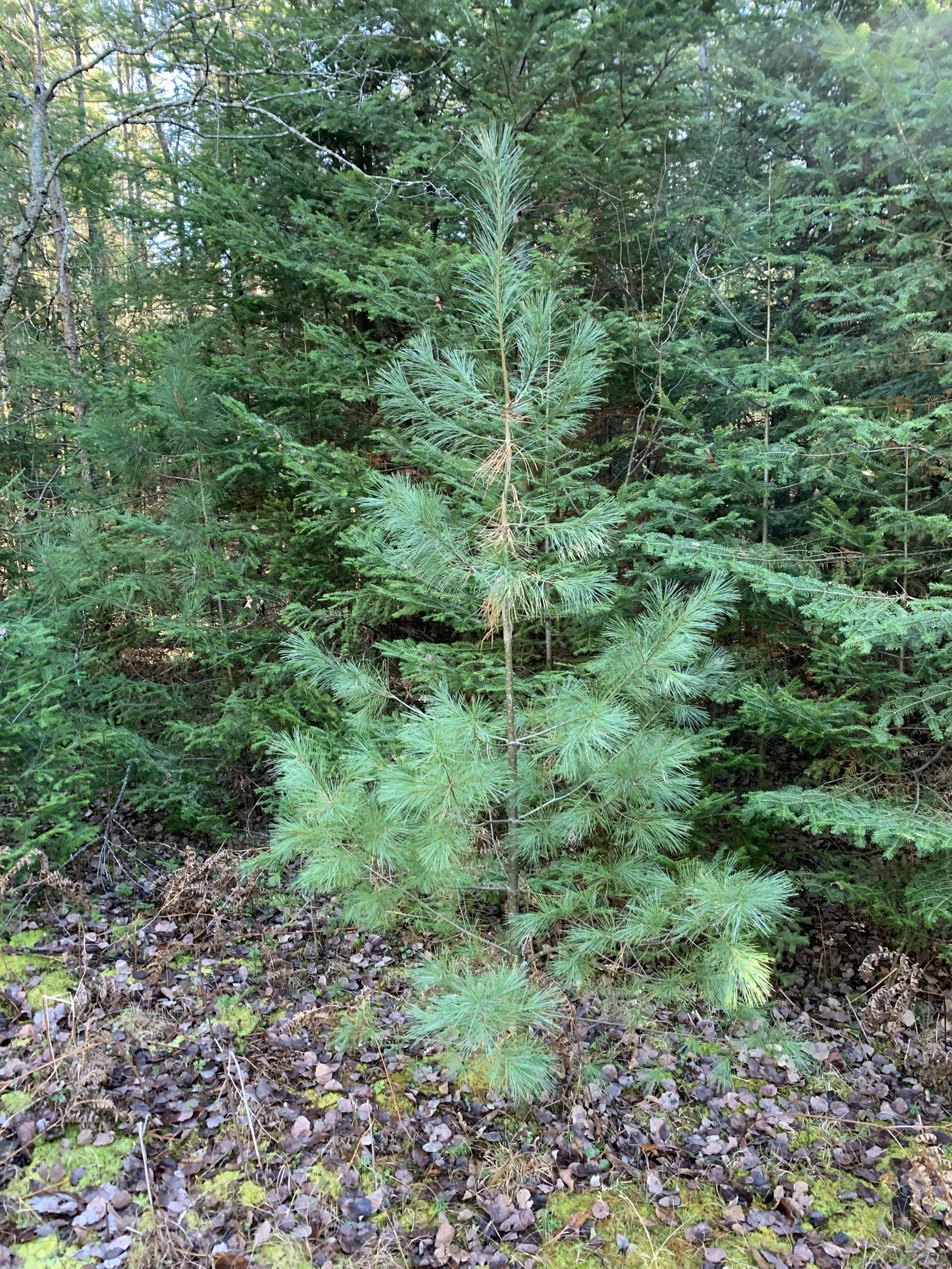 Eastern White Pine