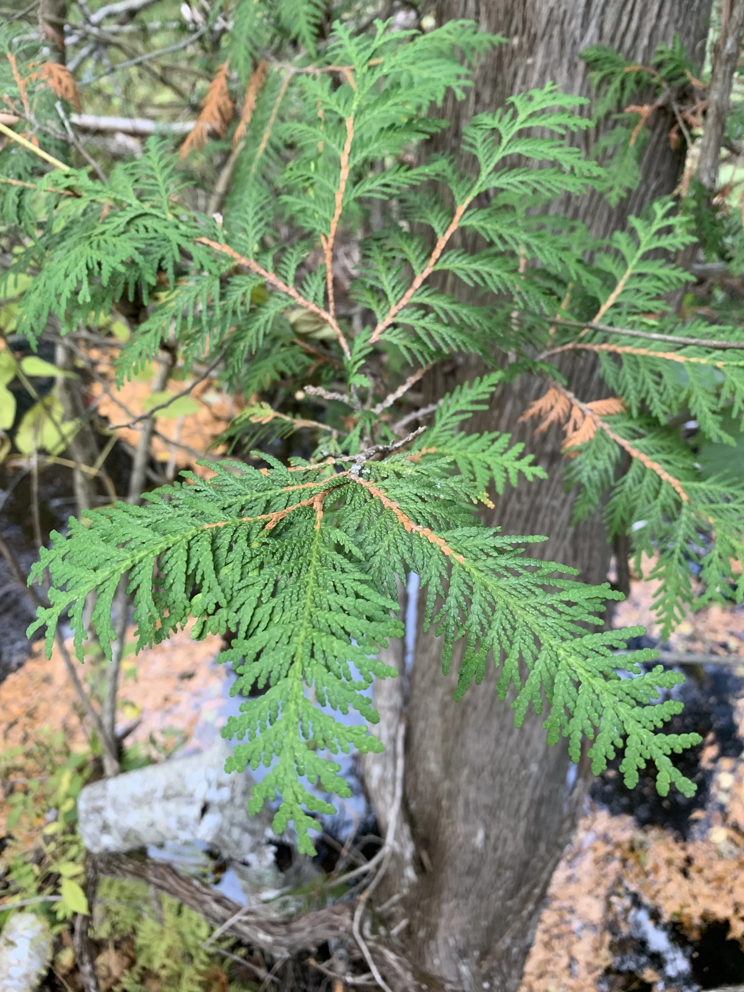 Northern White Cedar