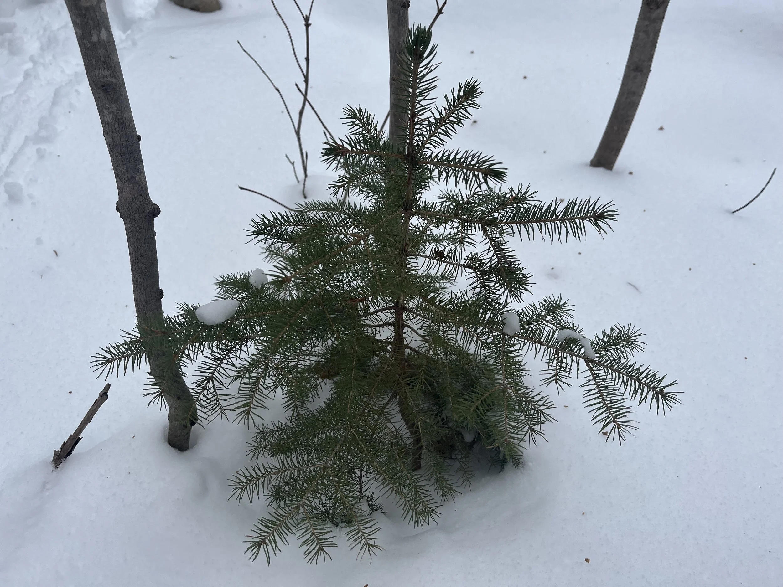 white_spruce_seedling.jpg