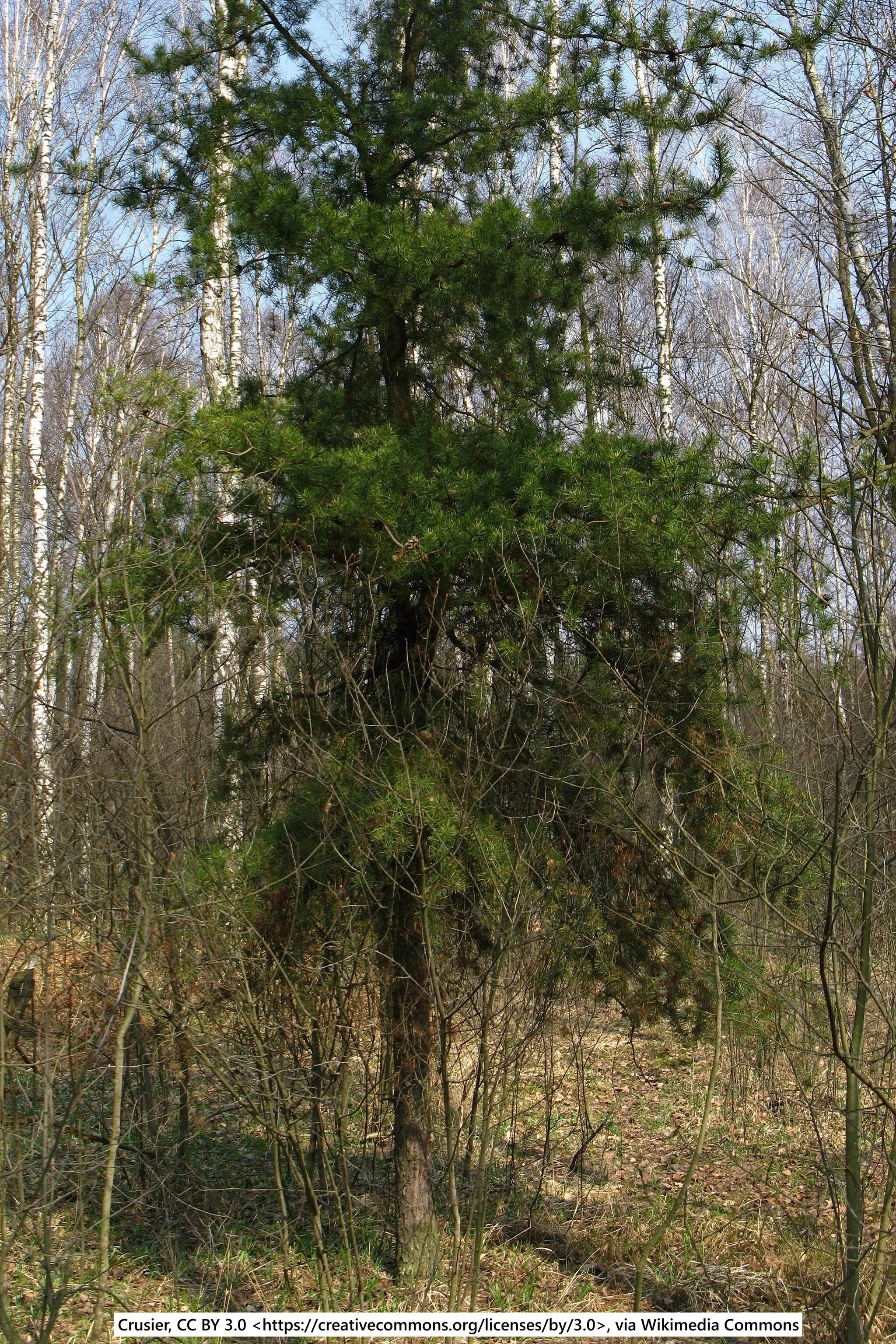 Pinus_banksiana.jpg