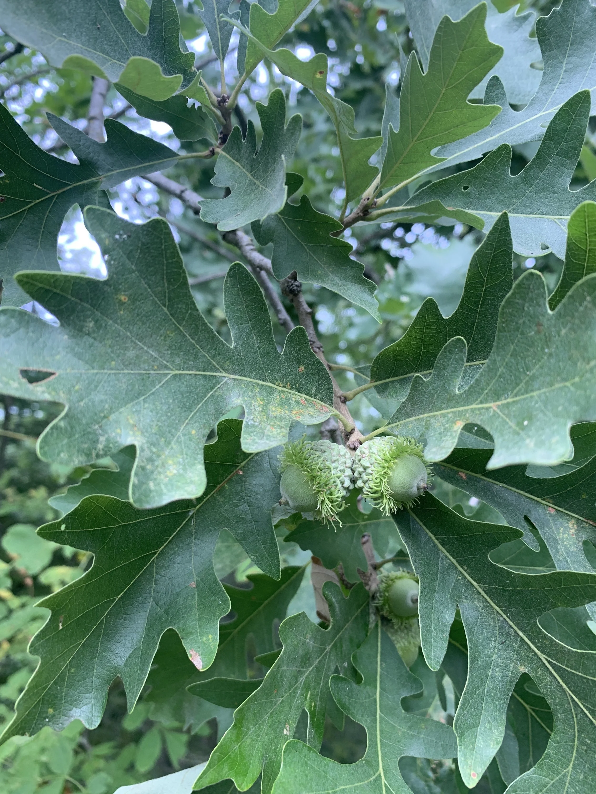 Bur Oak