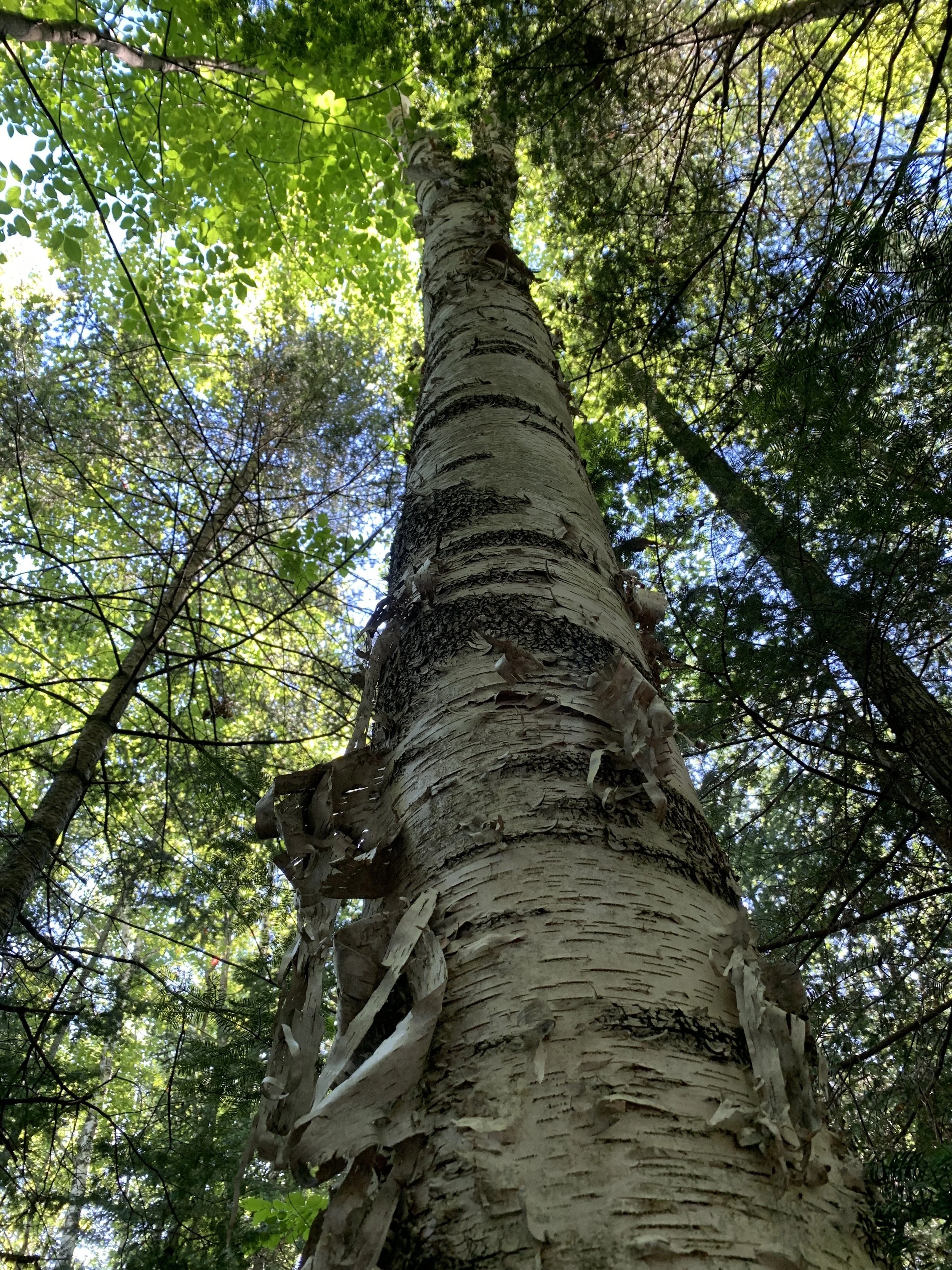 Paper Birch
