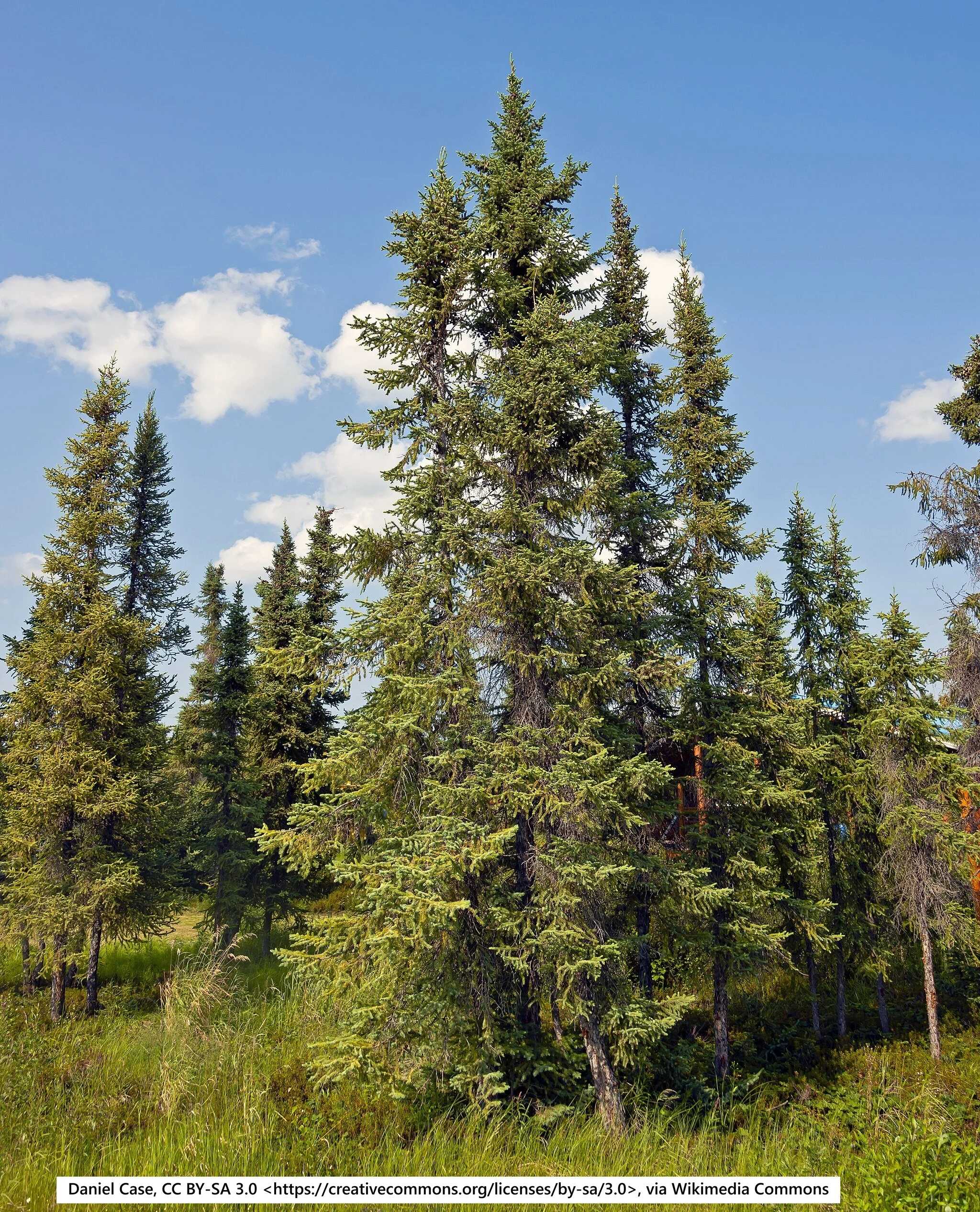 Black Spruce (2 - 3 ft)