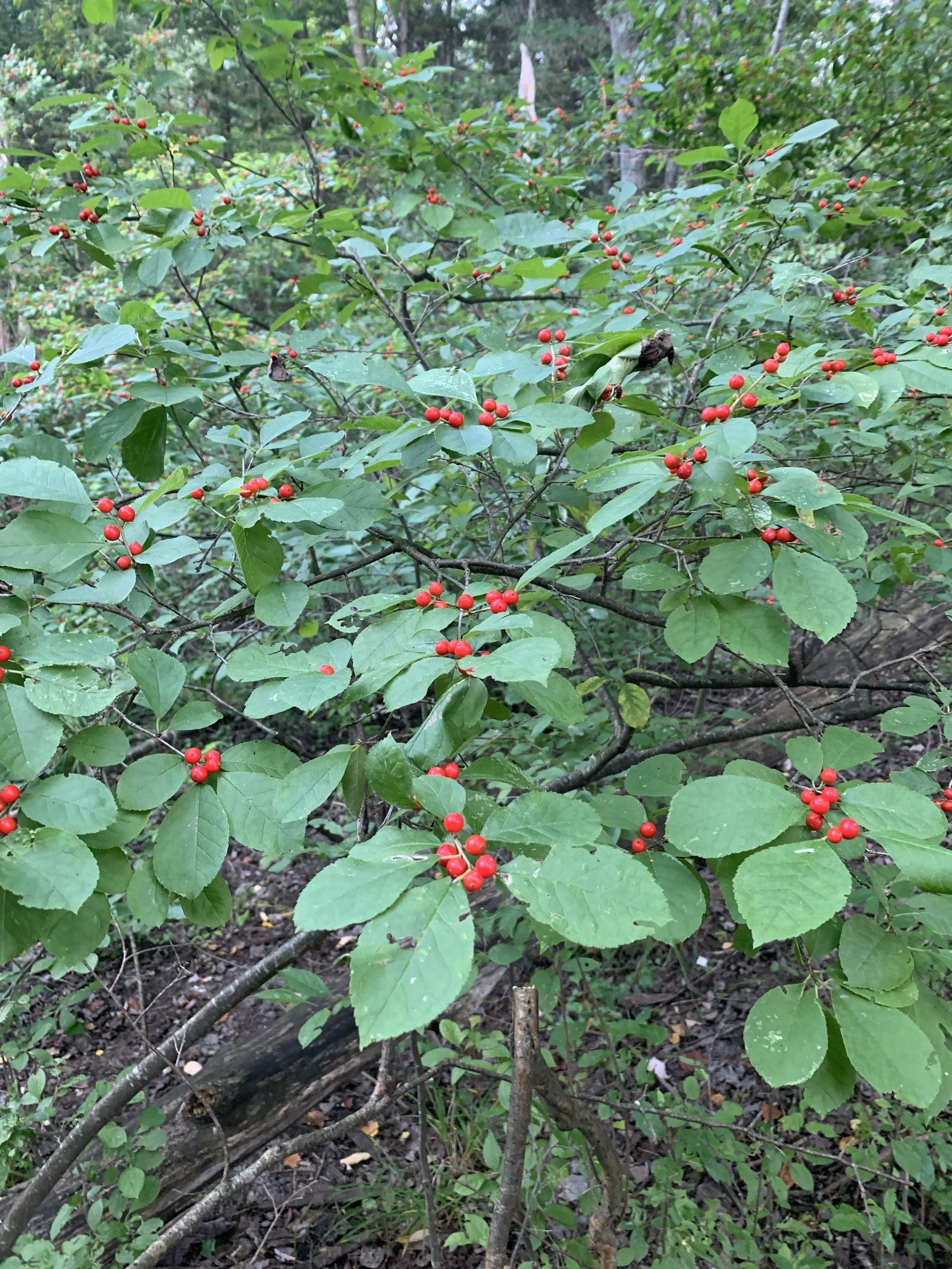 Winterberry Holly