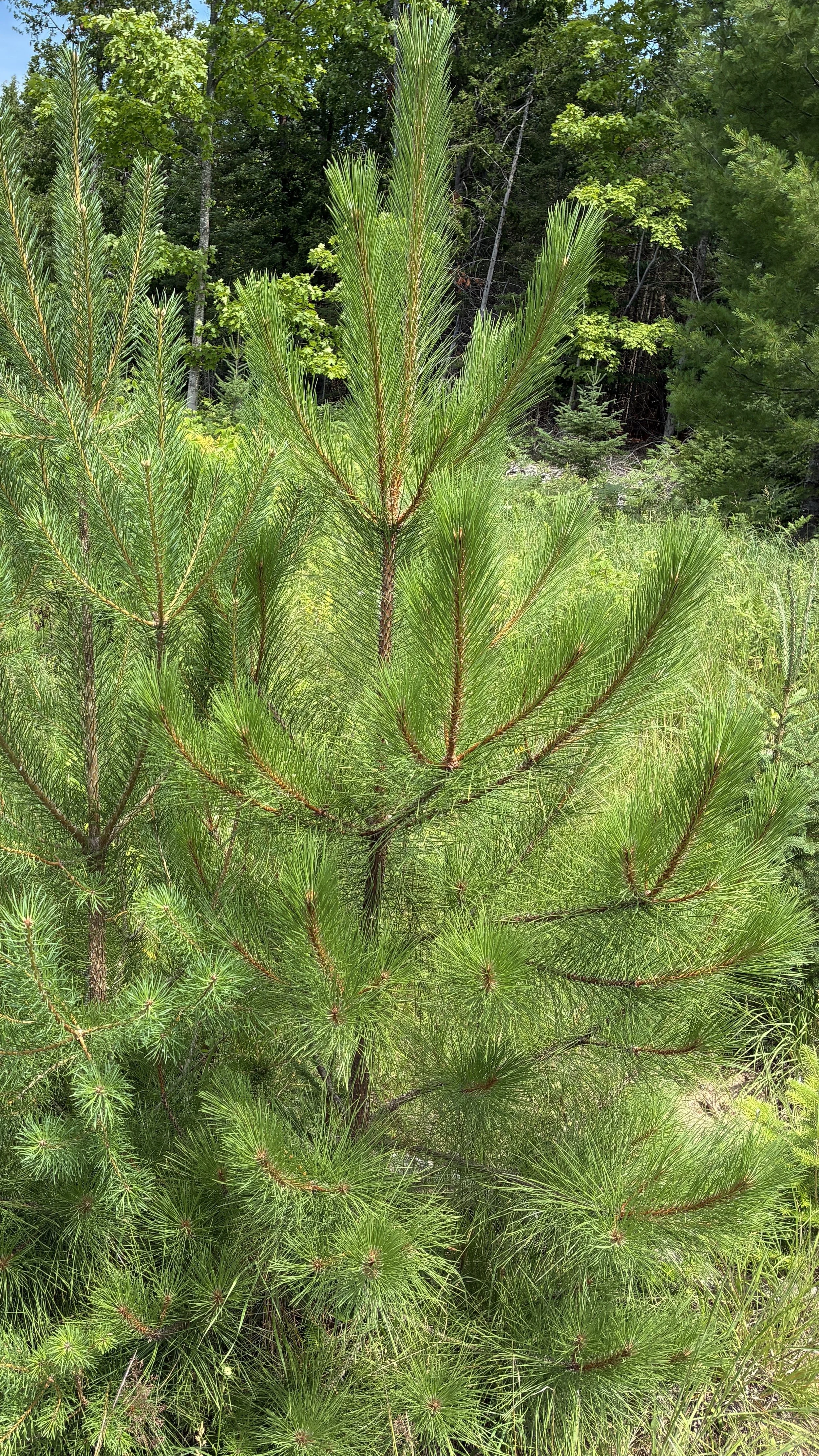 red_pine_sapling.JPG