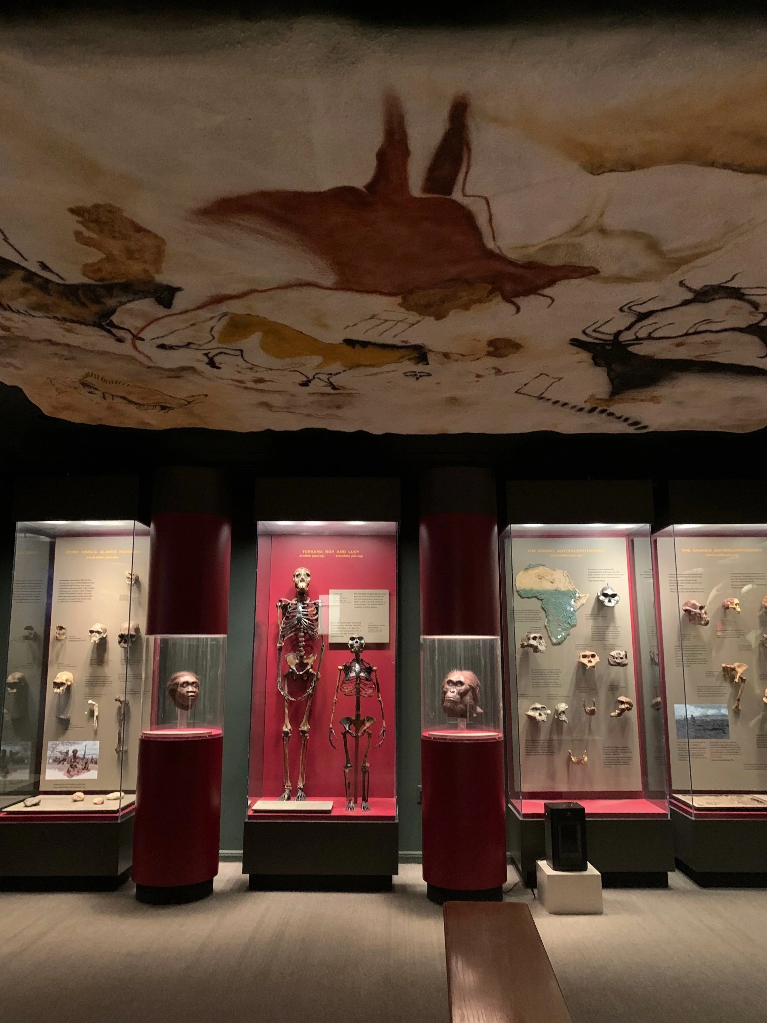 Human Origins: Rethinking Our Fossil Ancestors