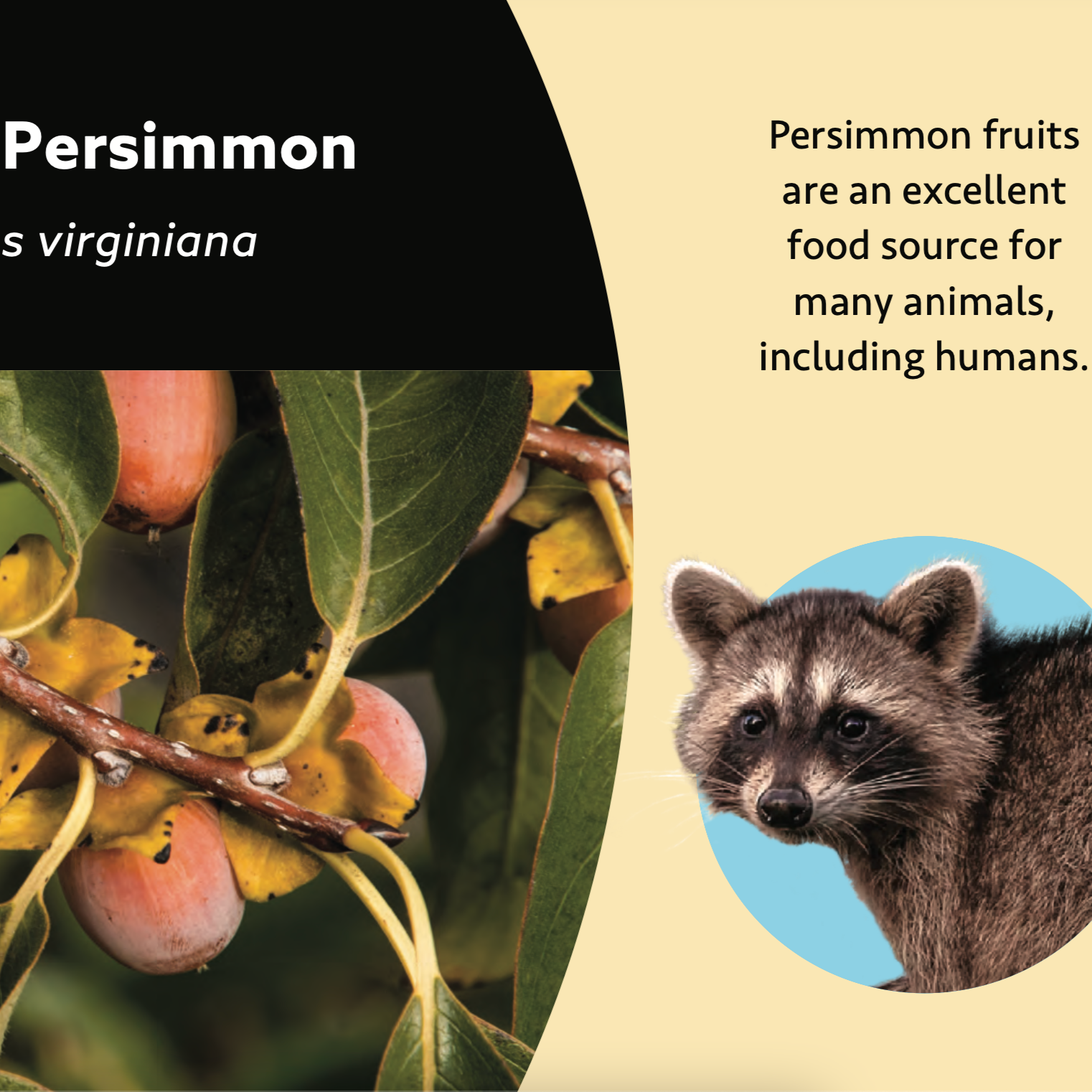 Rachel Carson Wildlife Garden