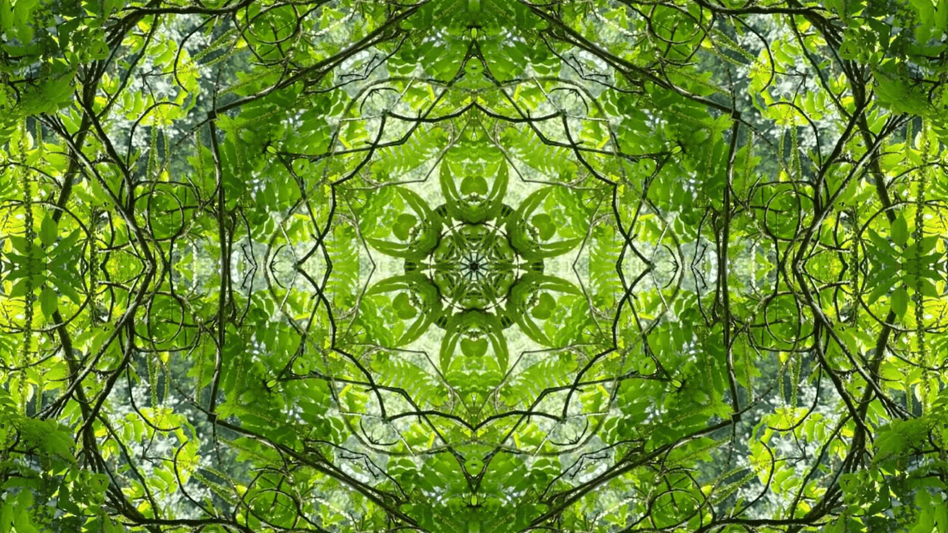 Kaleidoscopic image of dense green forest foliage with symmetrical pattern of leaves and branches.