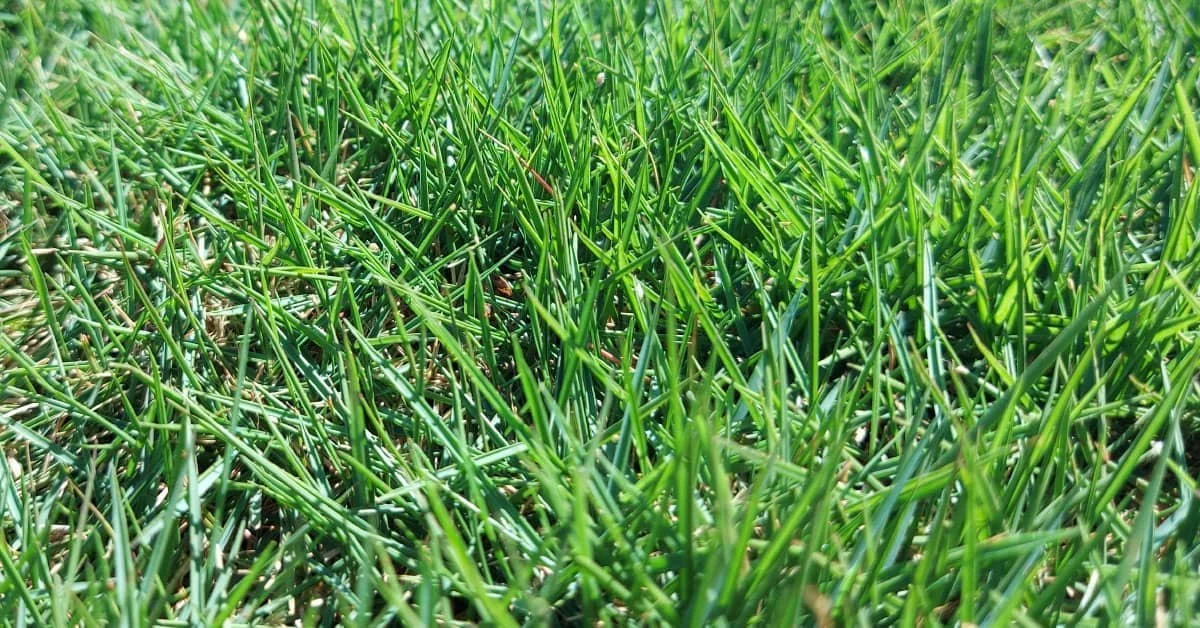 grama-geo-zoysia.jpg