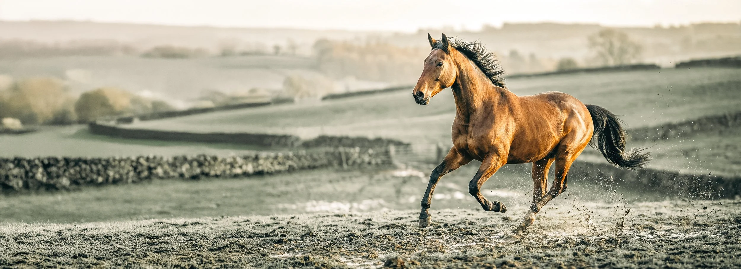 A brown horse running on a dirt field with a landscape of rolling hills and sparse trees in the background.