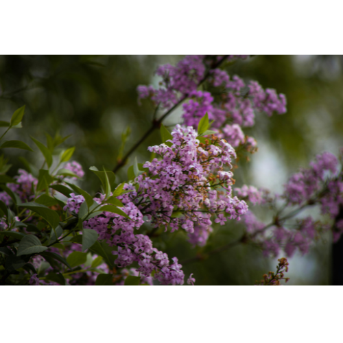 Purple lilac flowers on a branch with green leaves and blurred background.