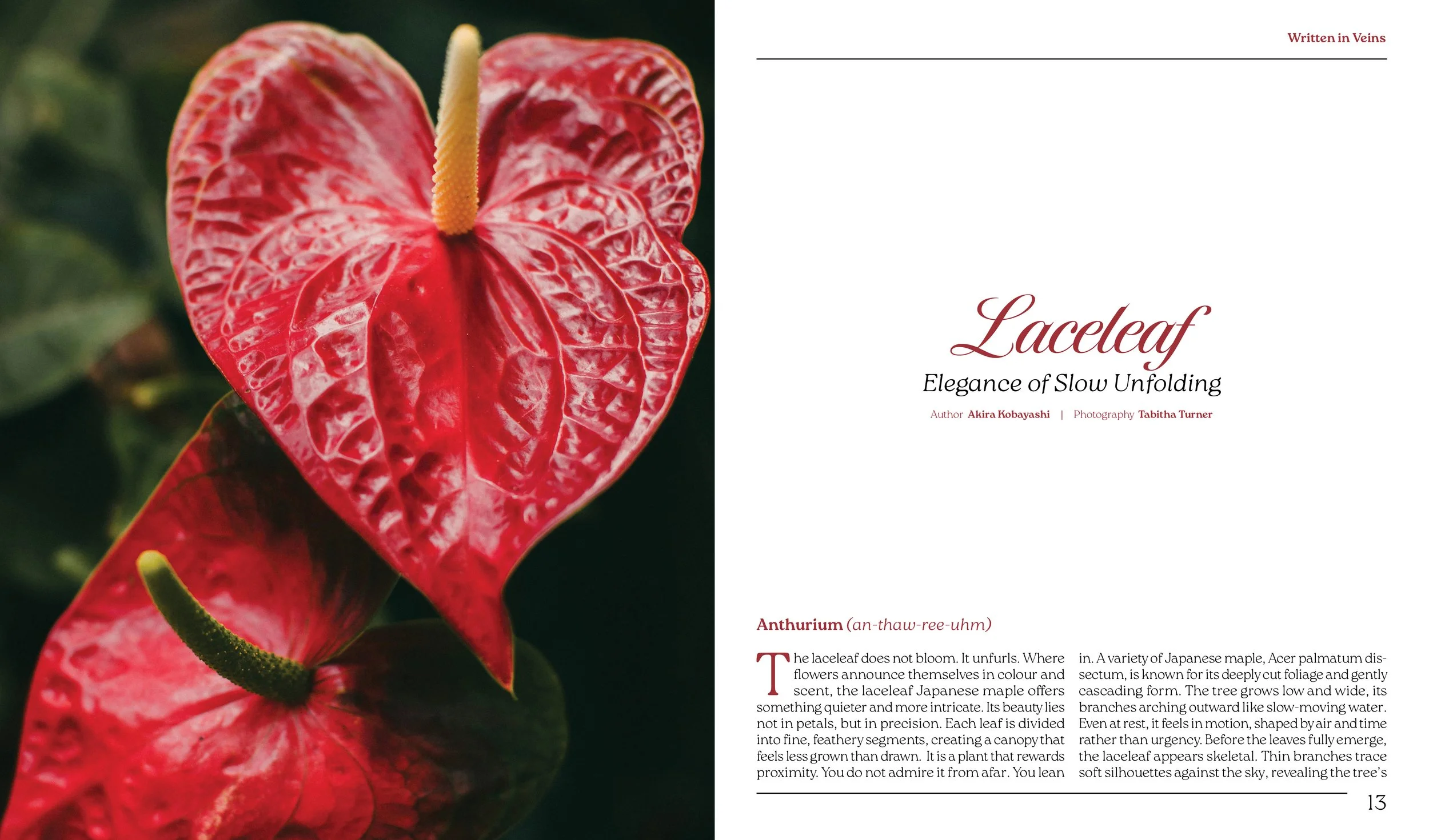 Arranjo sread 12-13, Laceleaf picture page 12. Title and text page 13.