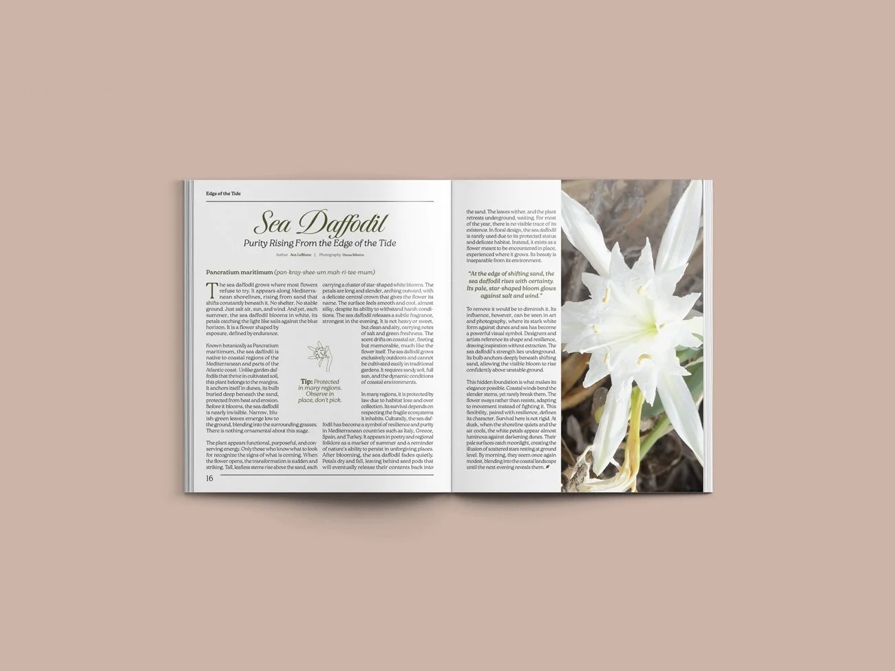 A4-Magazine-Mockup-Spread16-17.jpg