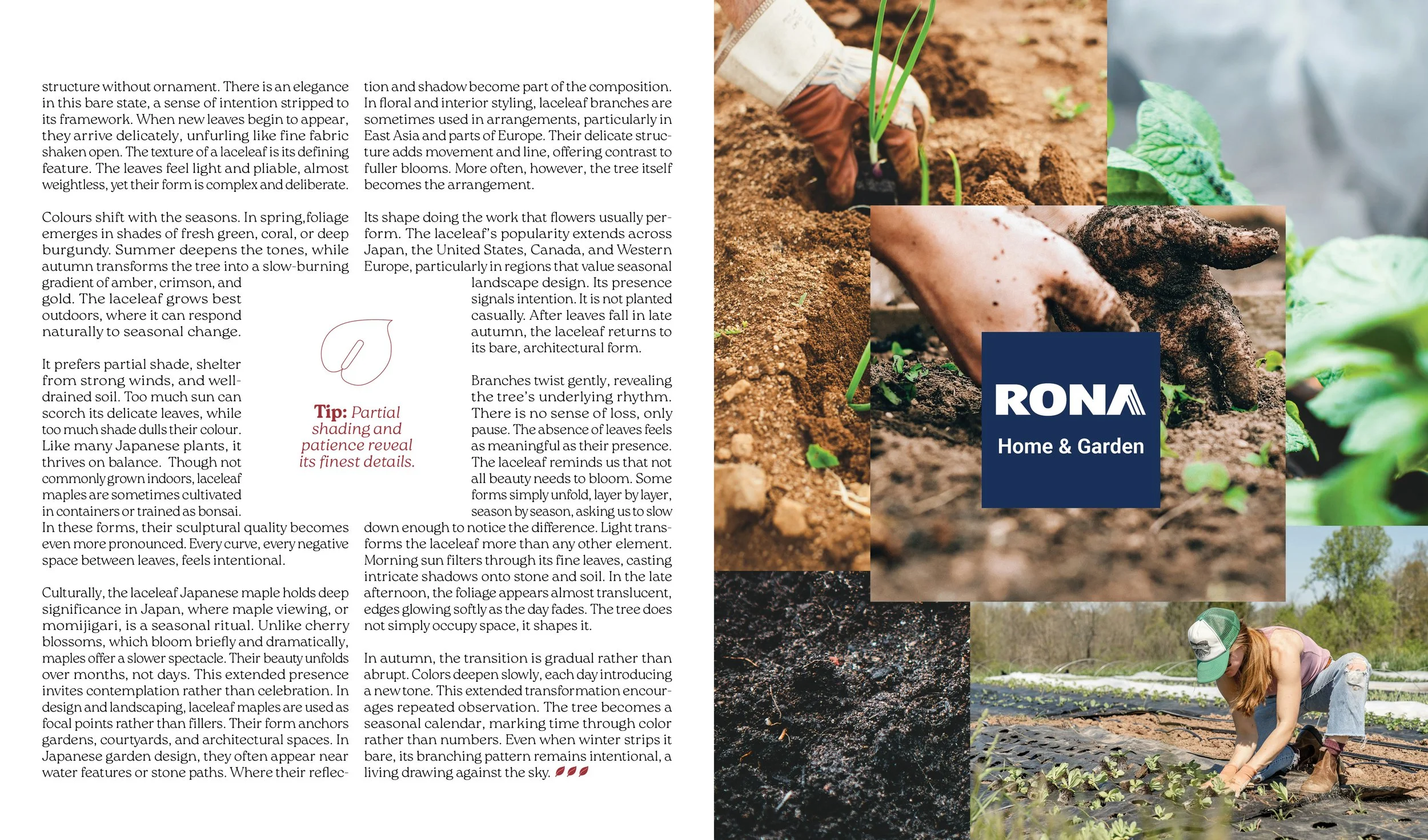 Arranjo spread pages 20-21. Page 20 Camellia text. Page 21 picture of Camellia.