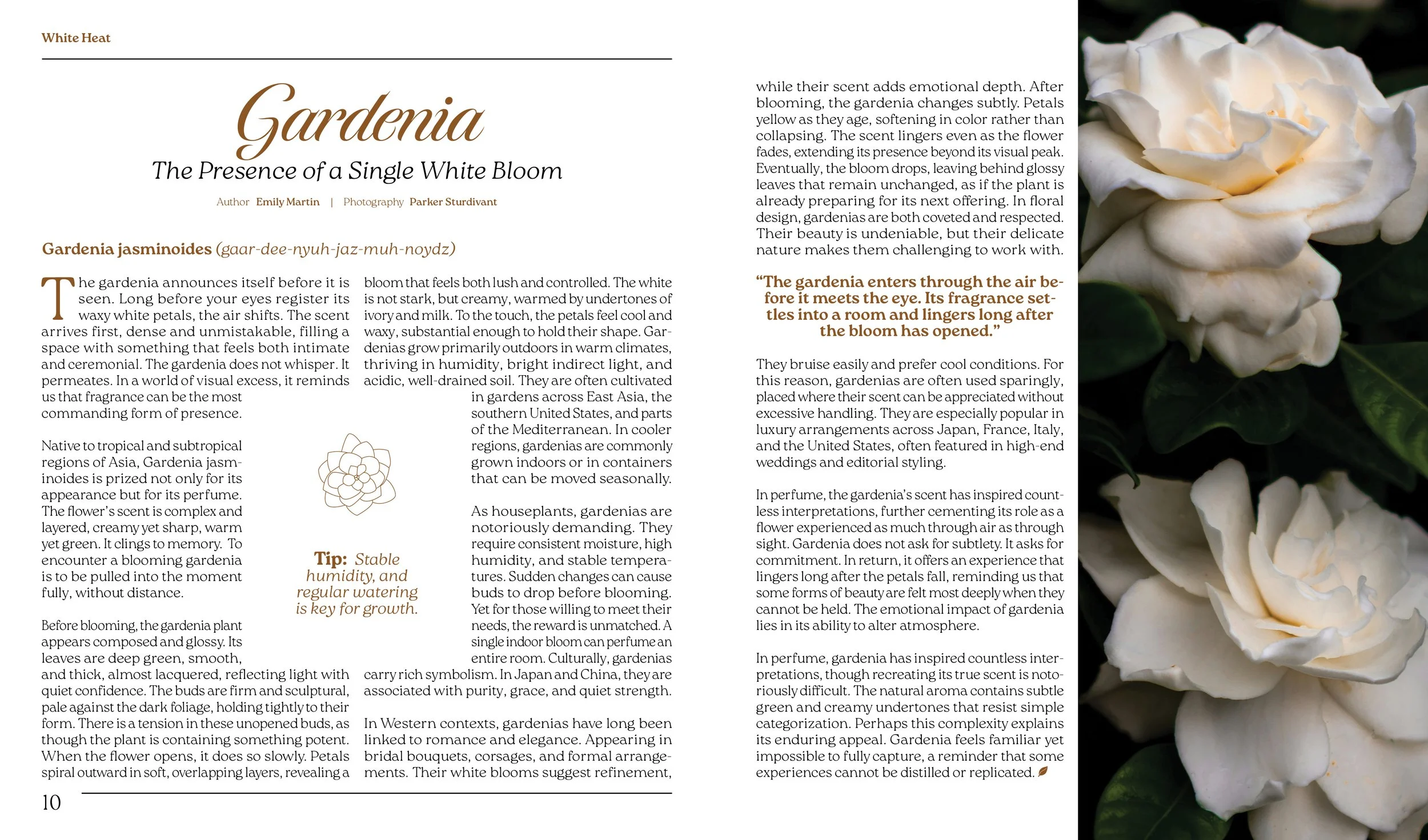 Arranjo spread 10-11, page 10 Gardenia title and text. Page 11 end of text with picture of Gardenia.