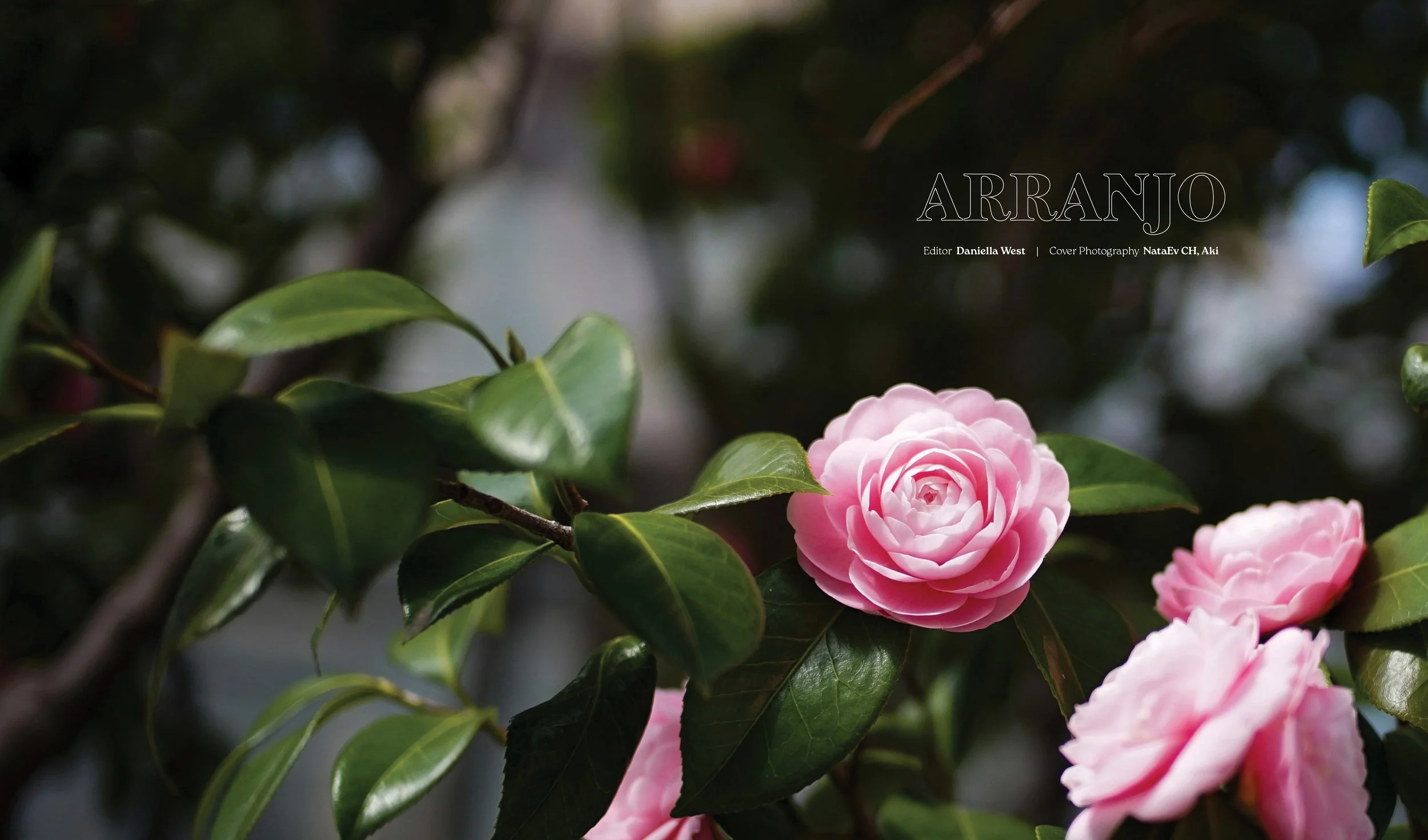 Double spread Camellia picture. Arranjo logo and credits on page 2.