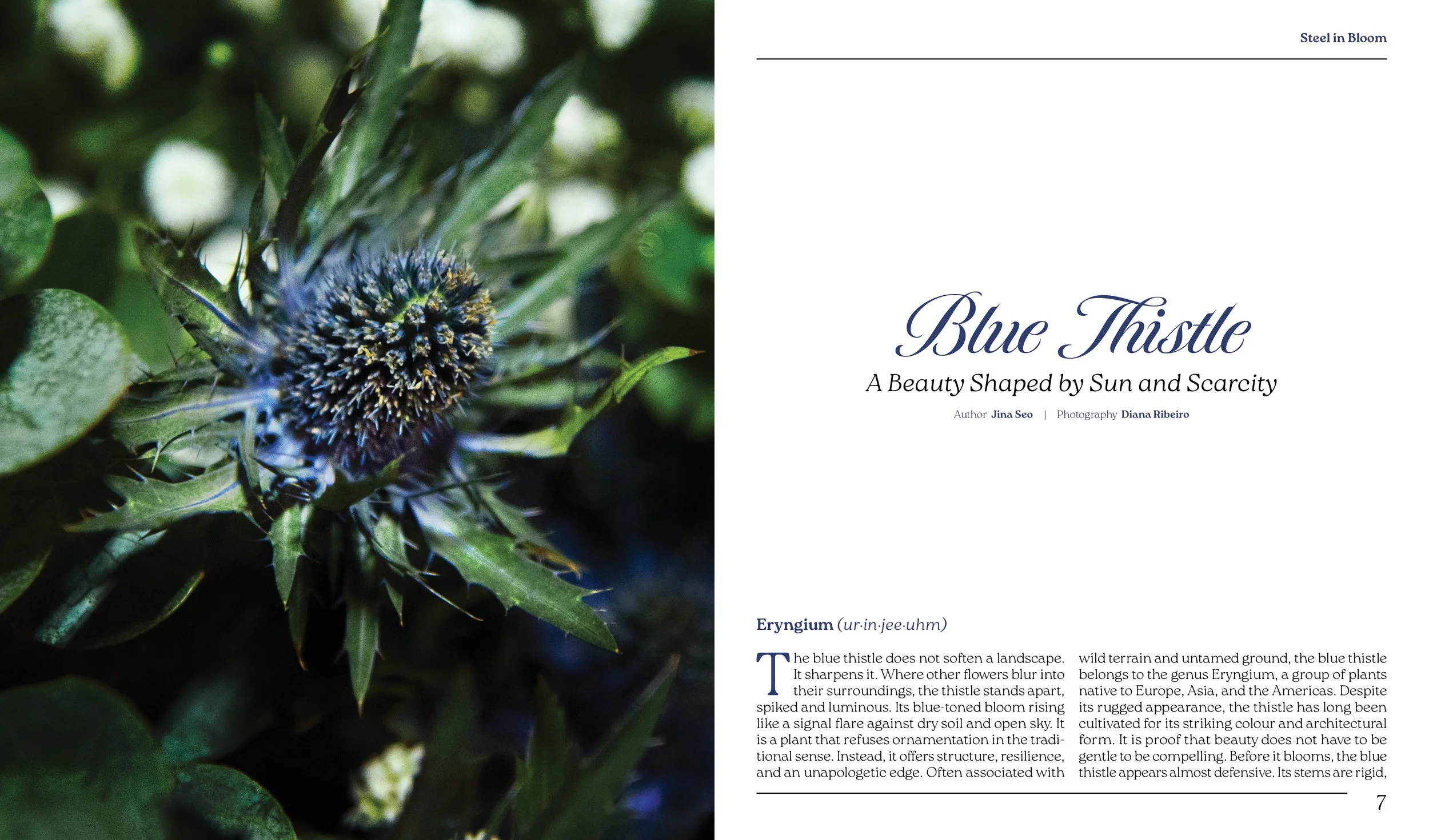Arranjo spread pages 6-7. Page 6 picture ofBlue Thistle. Page 7 title and story.