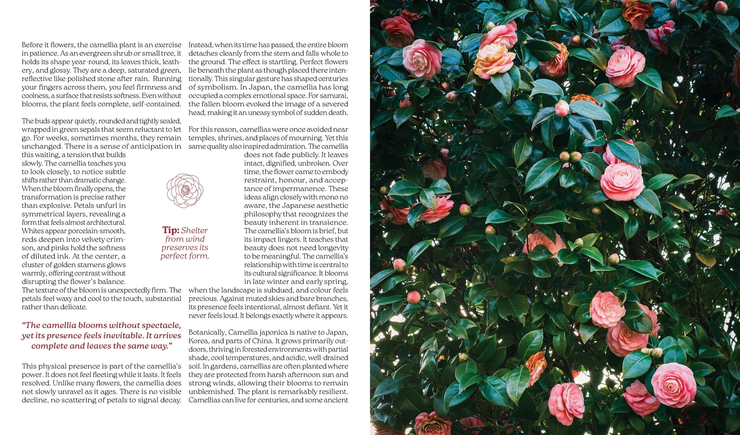 Arranjo spread pages 20-21. Page 20 Camellia text. Page 21 picture of Camellia.