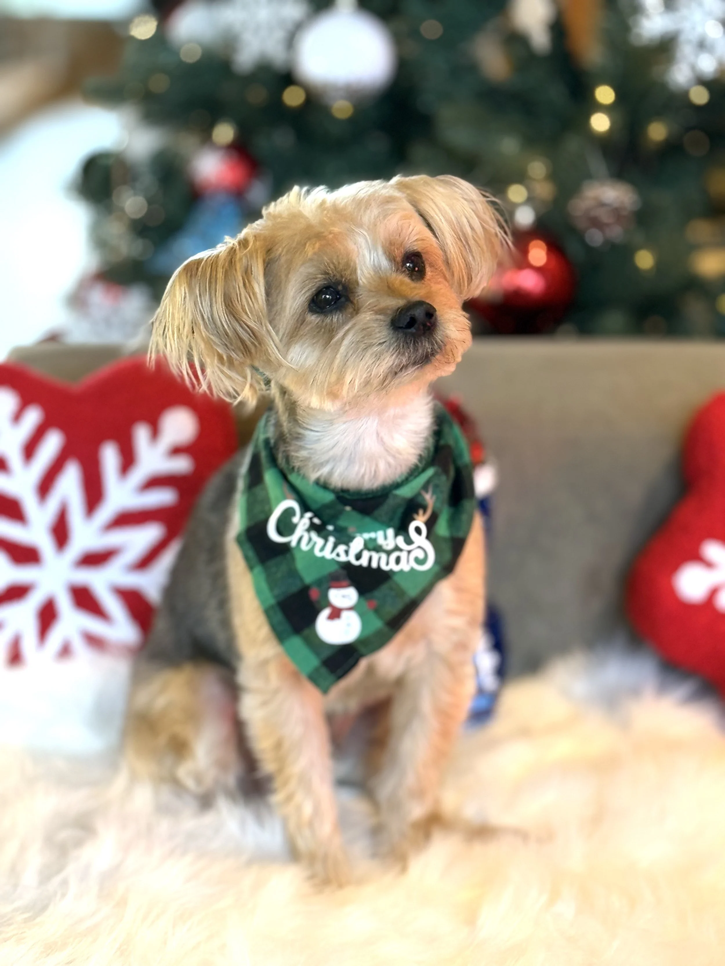 Say Cheese Tax - Pet Photography Designed Around your Pet