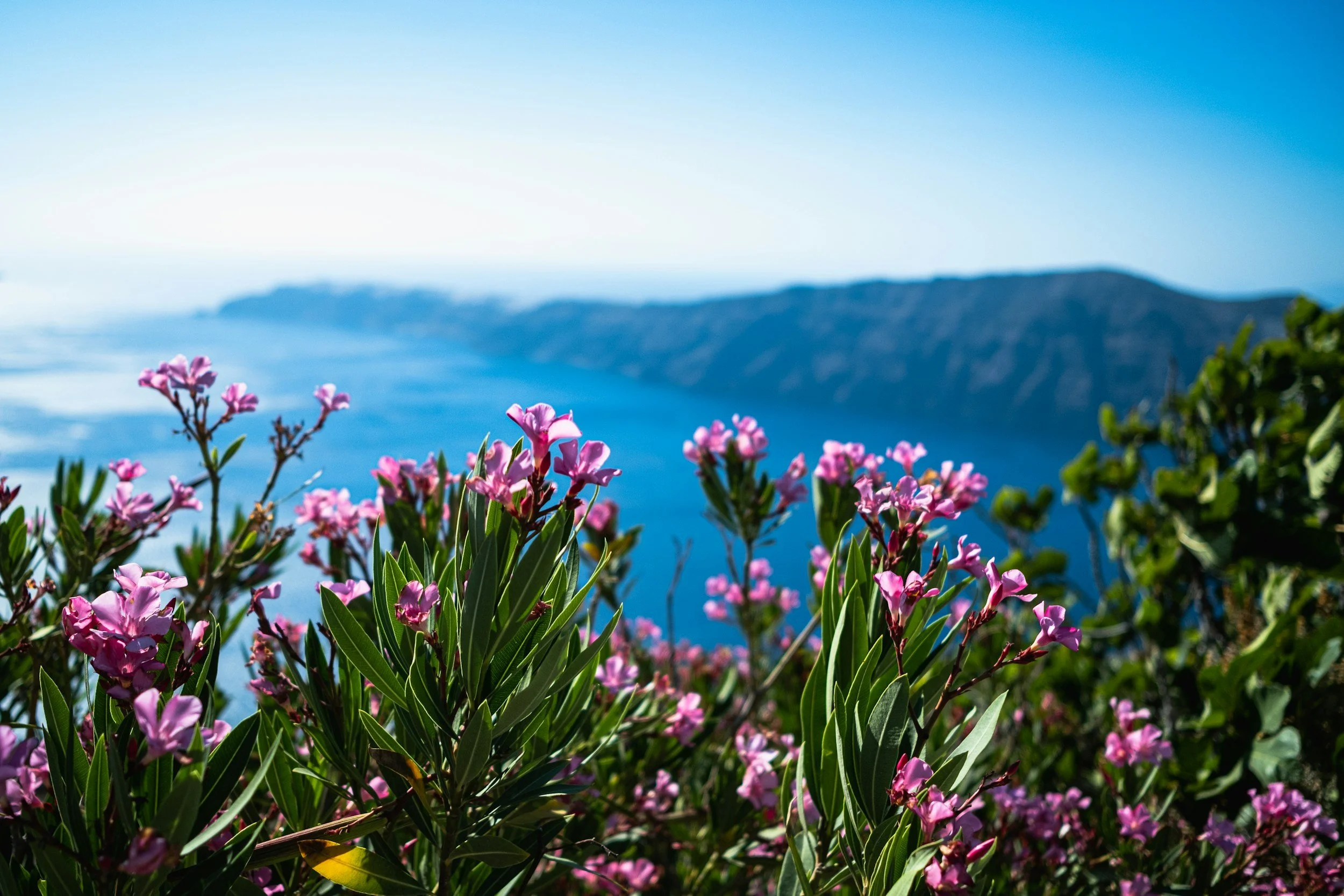 Pink flowers with green leaves in foreground, blue ocean and mountainous coastline in background under a clear blue sky.