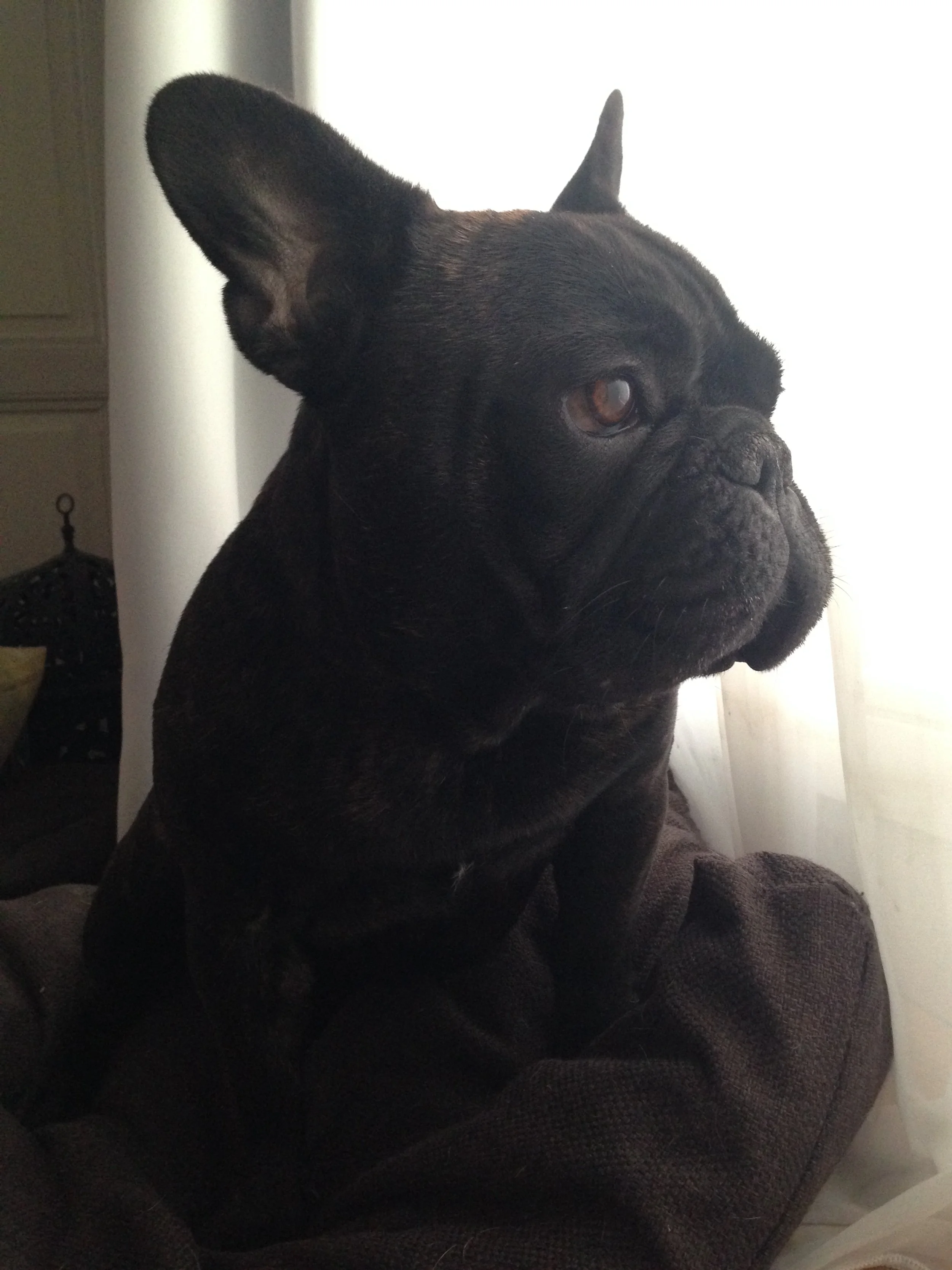 Ein französischer Bulldoggenhund sitzt auf einem Stück braunem Stoff vor einem Fenster mit hellen Vorhängen, betrachtet nach rechts.