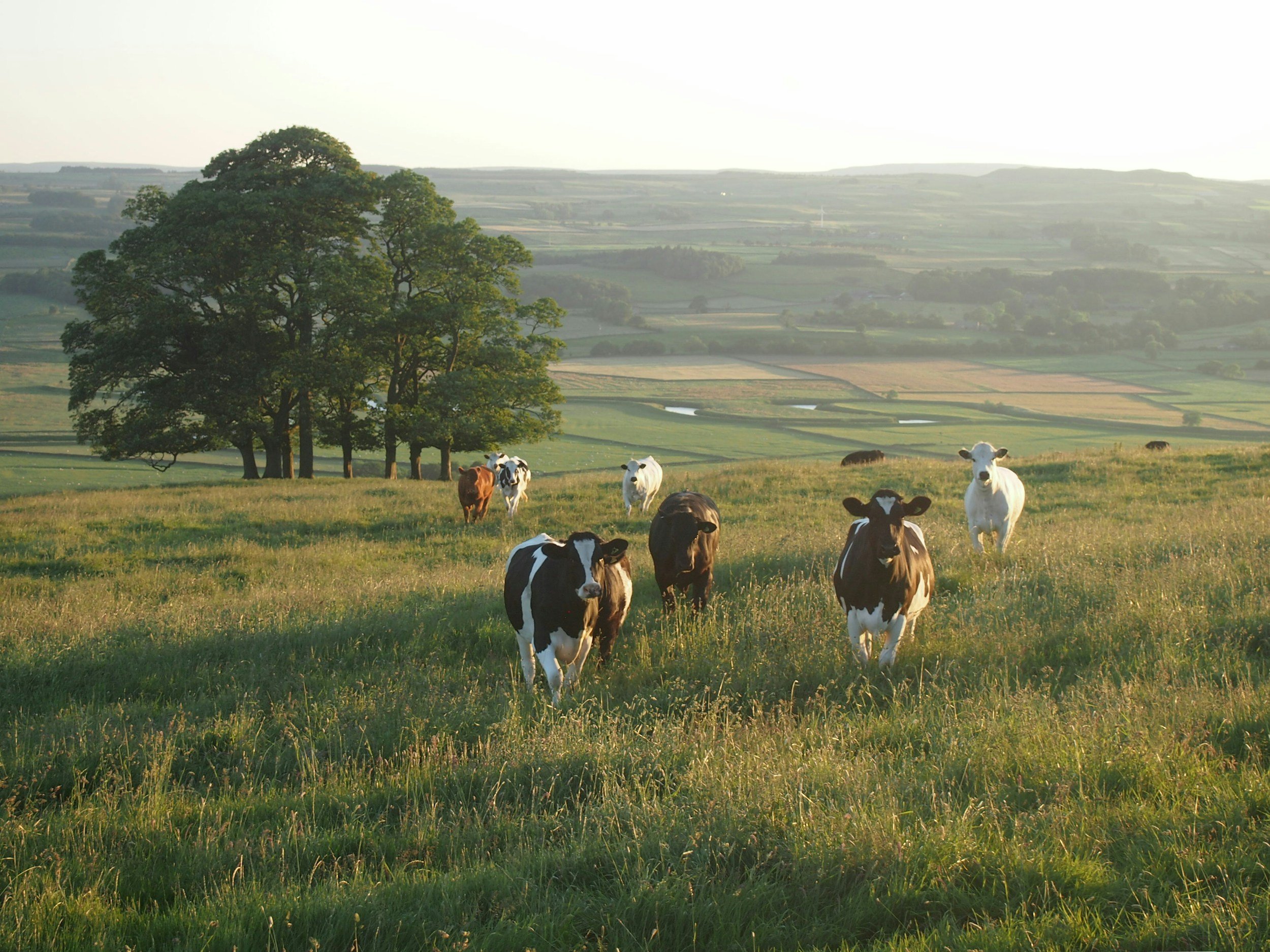 A herd of cows walking across a green pasture with rolling hills and trees in the background during sunset.
