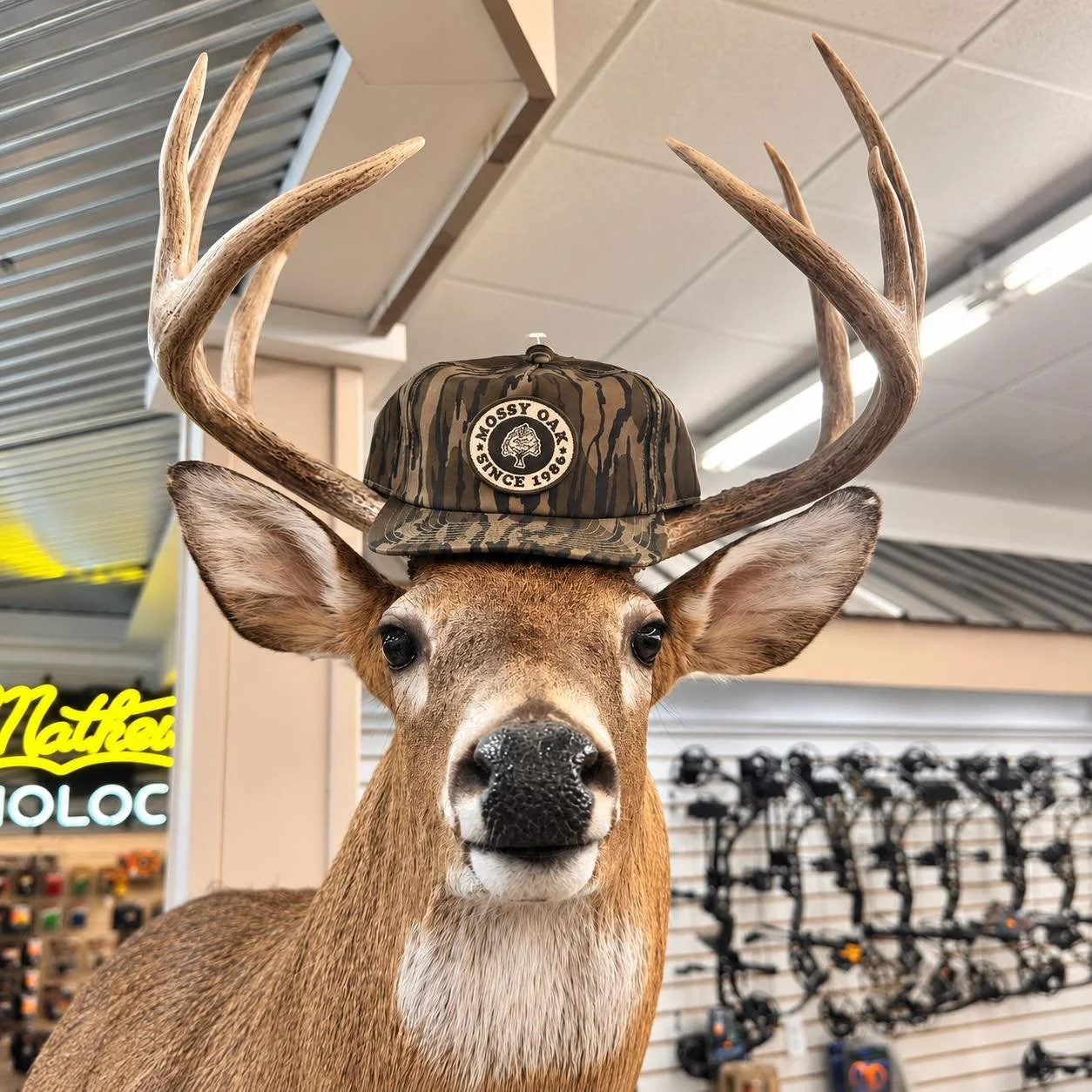 Even the deer knows it&rsquo;s time to get ready! 🦌🏹
Bow season will be here before you know it! Stop by and get stocked up on all your bow hunting essentials before opening day! 🎯

#bowseason #bowhunting #ShopLocal #huntready